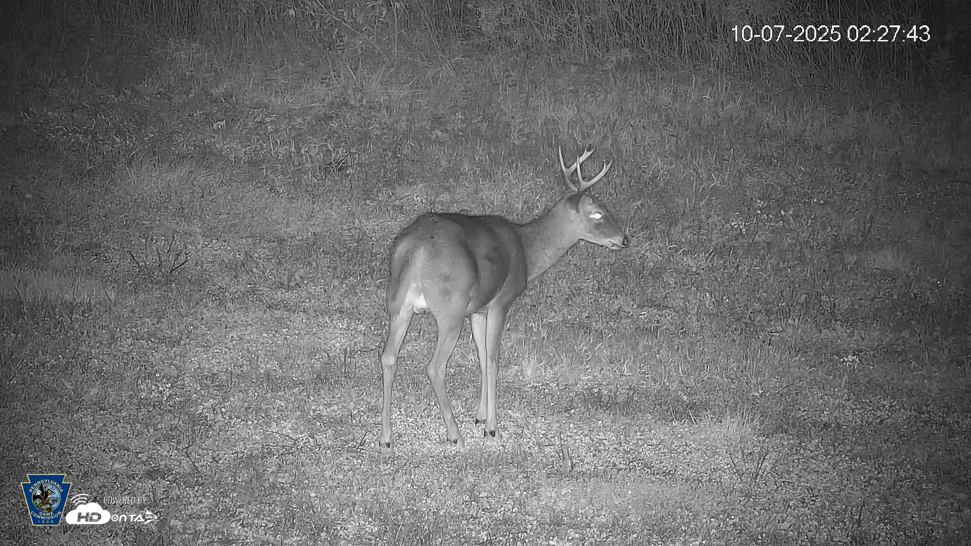 Snapshot of Pennsylvania Elk Live Webcam taken Oct 7, 2025, 2:28am EDT