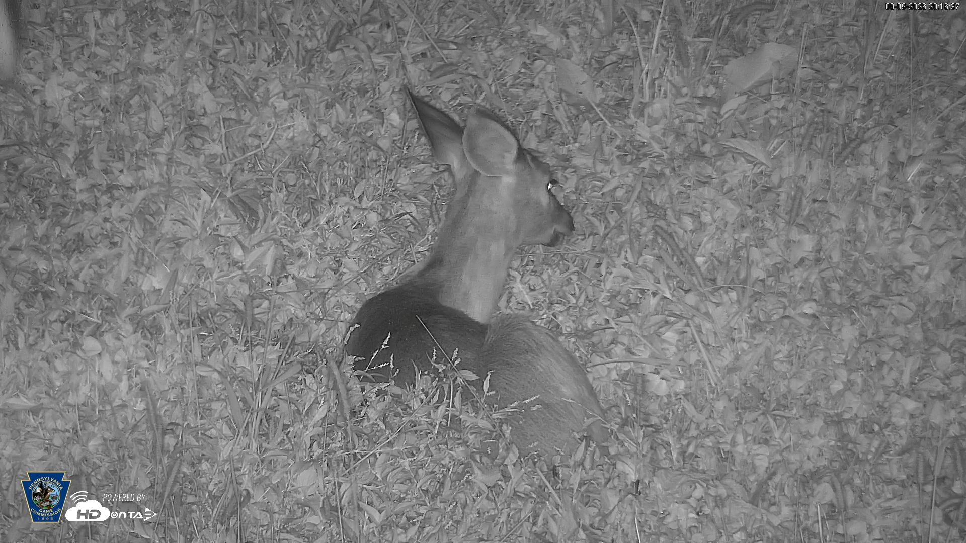 Snapshot of Pennsylvania Elk Live Webcam taken Sep 9, 2026, 8:17pm EDT