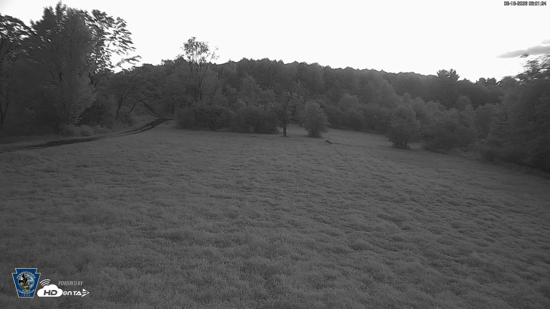 Snapshot of Pennsylvania Elk Live Webcam taken Aug 18, 2026, 6:04am EDT
