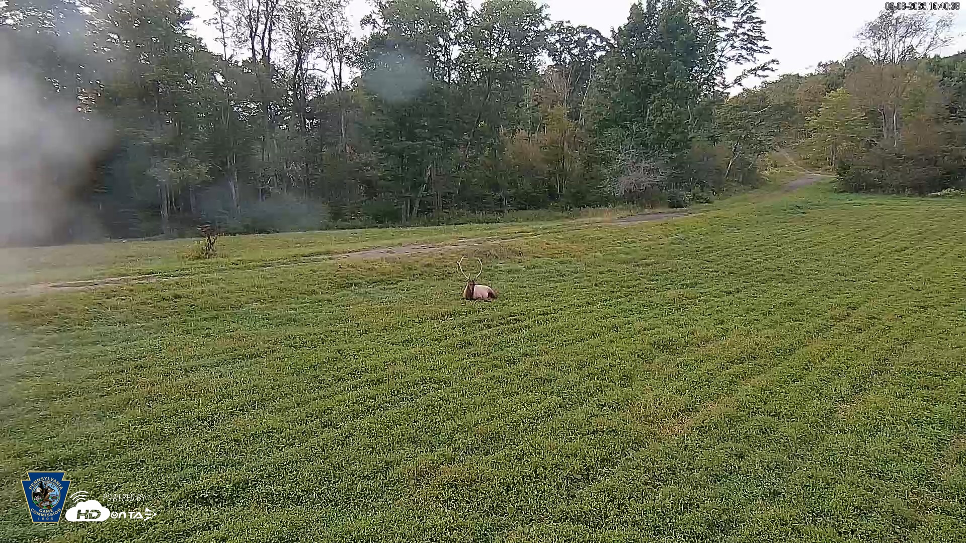 Snapshot of Pennsylvania Elk Live Webcam taken Sep 8, 2026, 7:41pm EDT