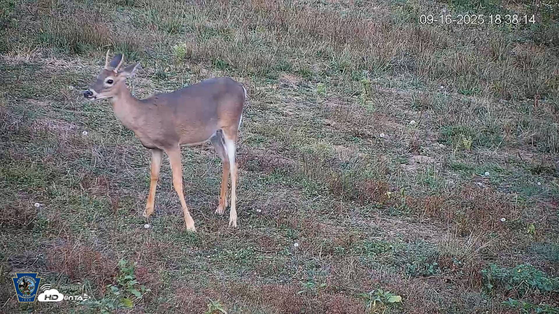Snapshot of Pennsylvania Elk Live Webcam taken Sep 16, 2025, 6:39pm EDT