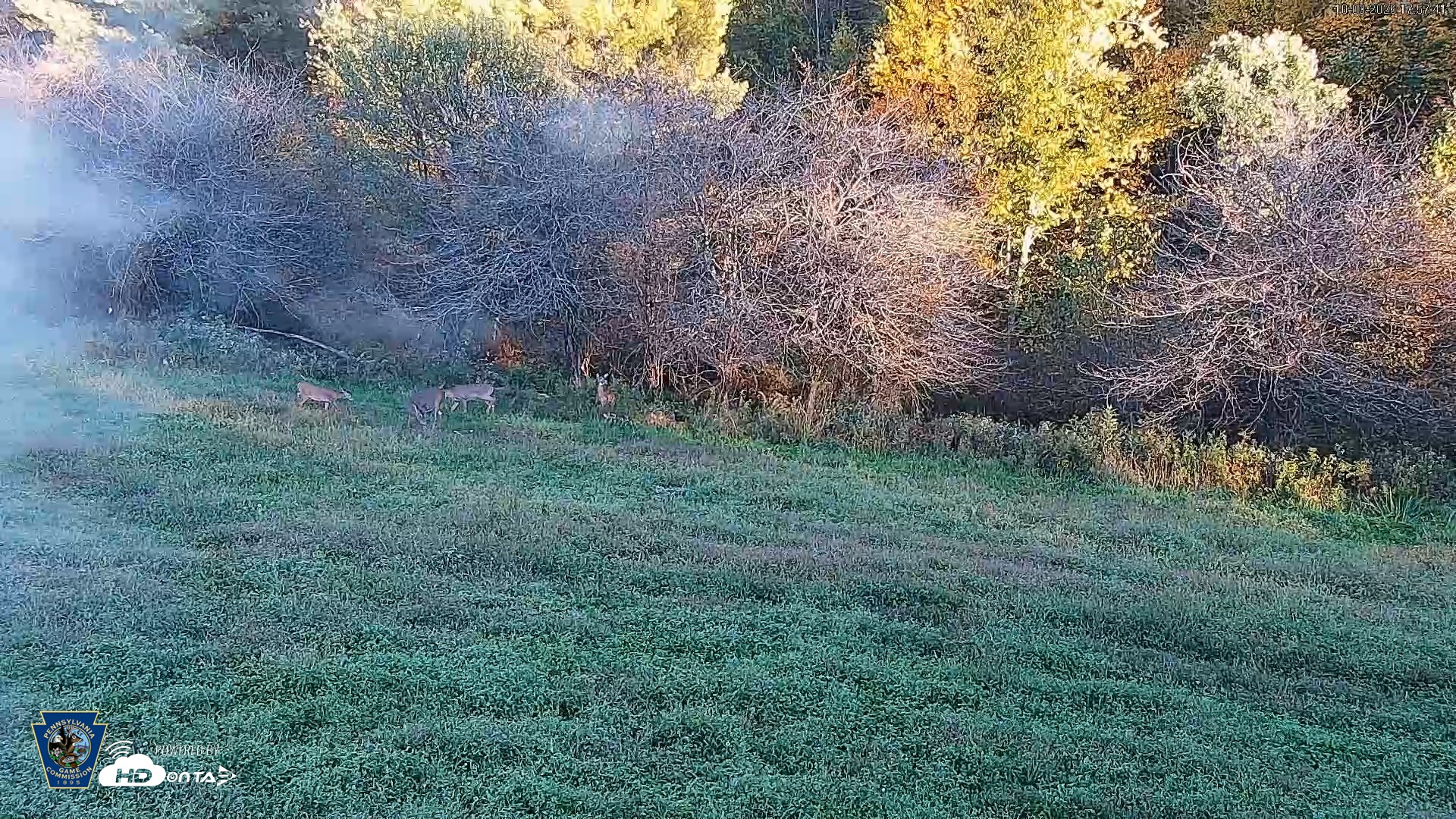 Snapshot of Pennsylvania Elk Live Webcam taken Oct 3, 2026, 5:58pm EDT