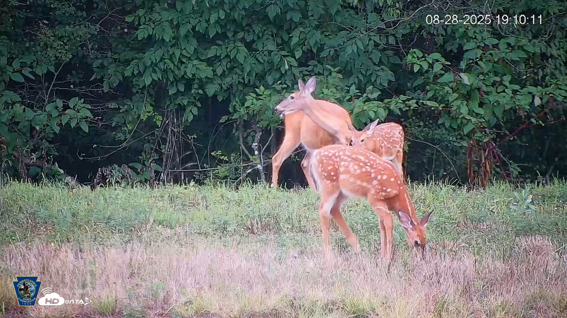Snapshot of Pennsylvania Elk Live Webcam taken Aug 28, 2025, 7:10pm EDT