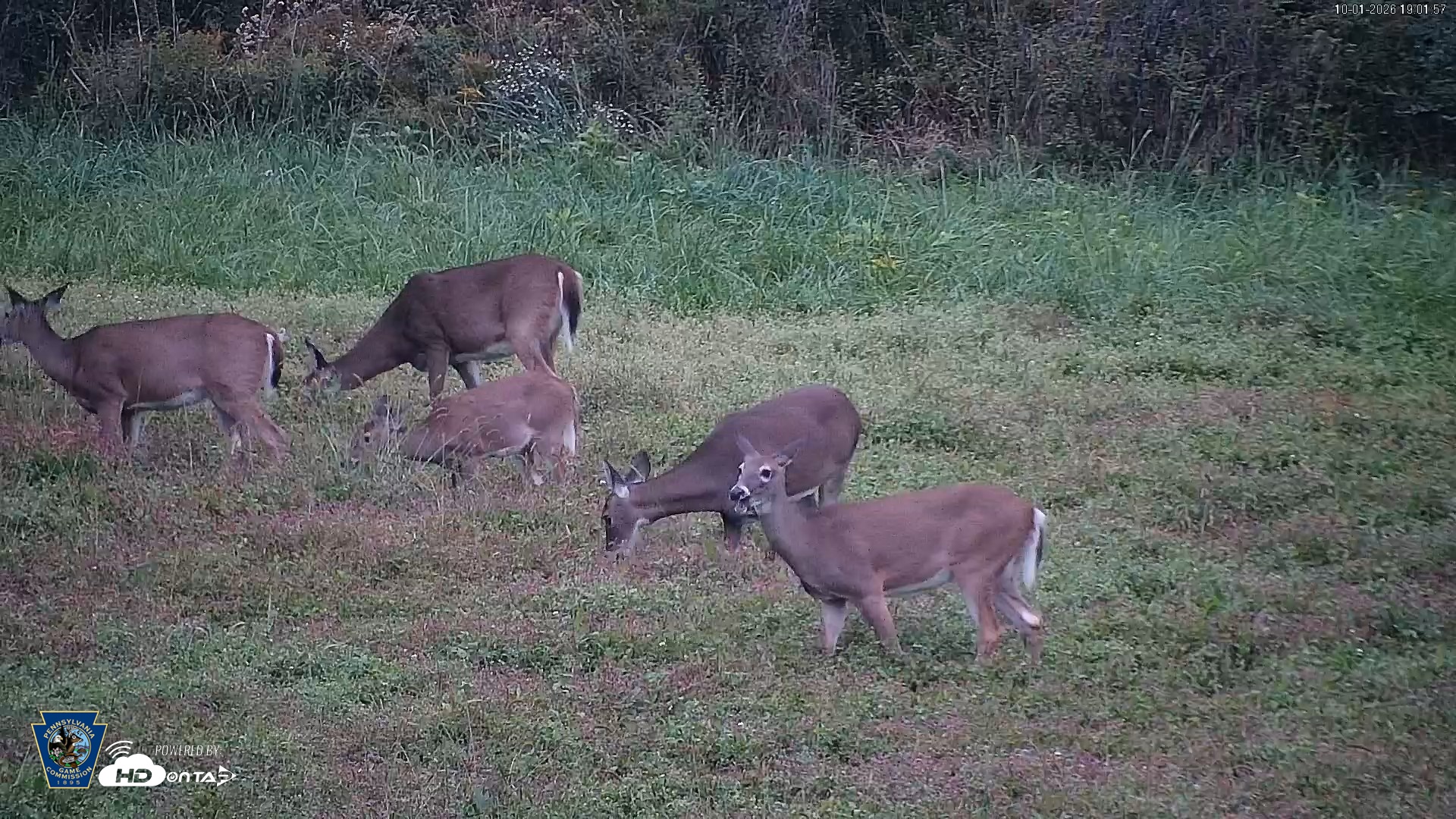 Snapshot of Pennsylvania Elk Live Webcam taken Oct 1, 2026, 7:02pm EDT
