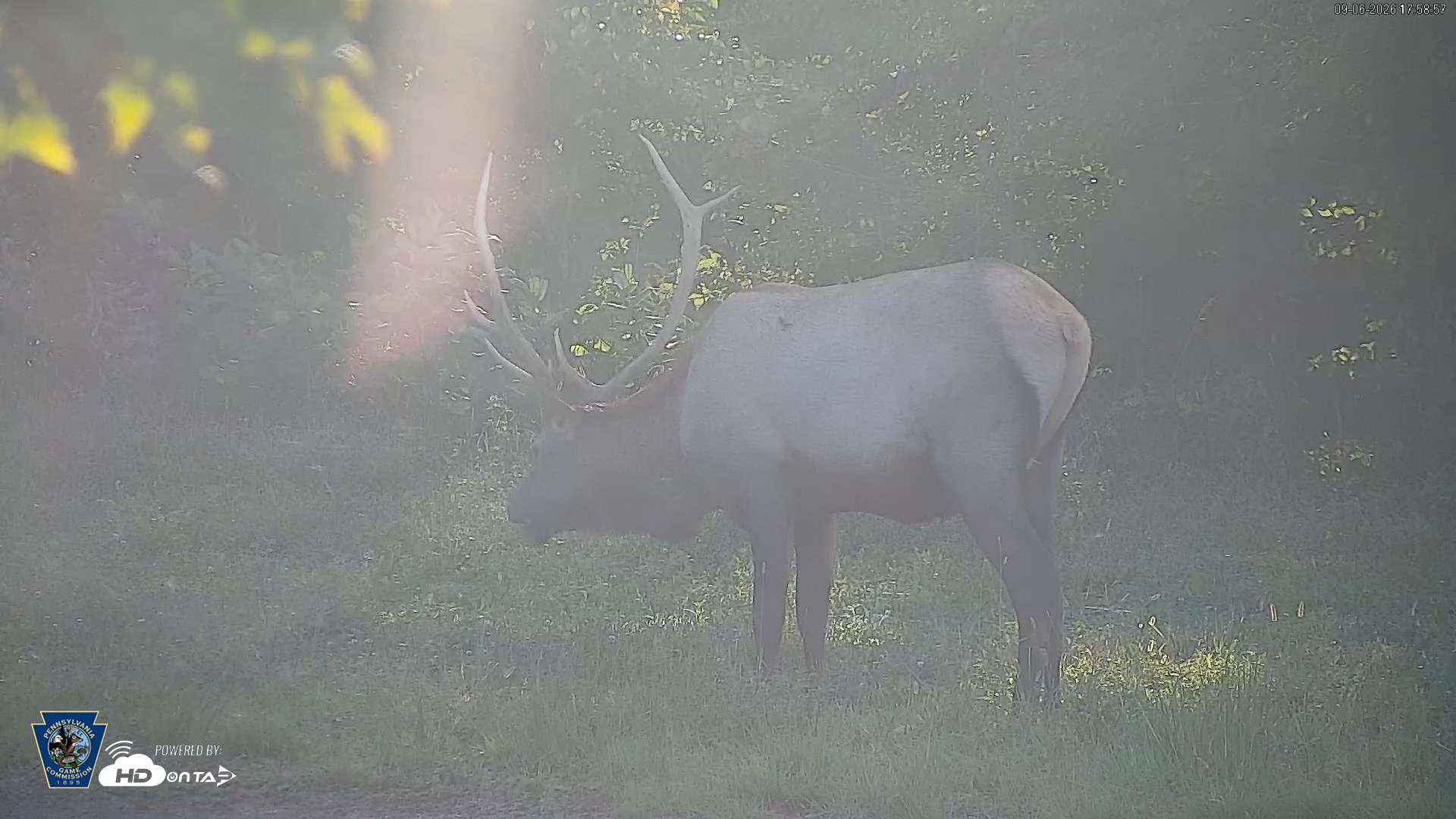 Snapshot of Pennsylvania Elk Live Webcam taken Sep 6, 2026, 5:59pm EDT
