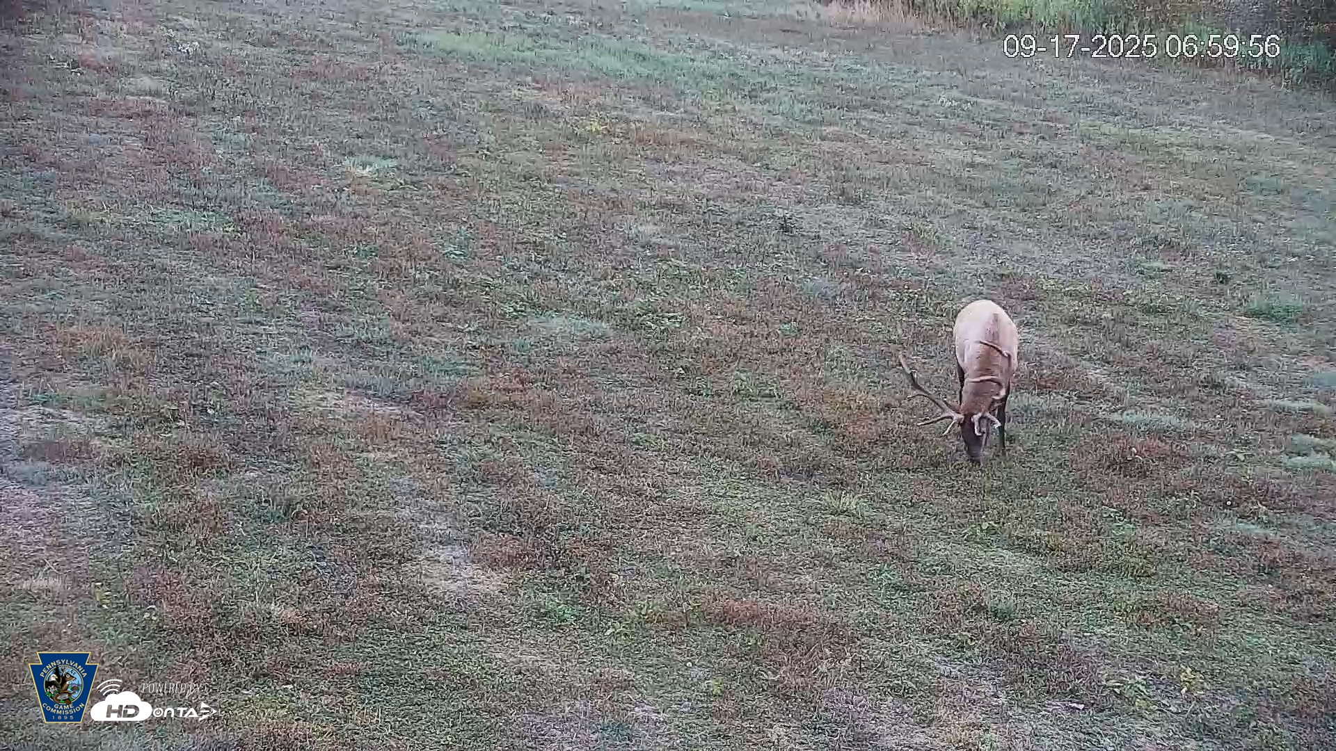 Snapshot of Pennsylvania Elk Live Webcam taken Sep 17, 2025, 7:00am EDT