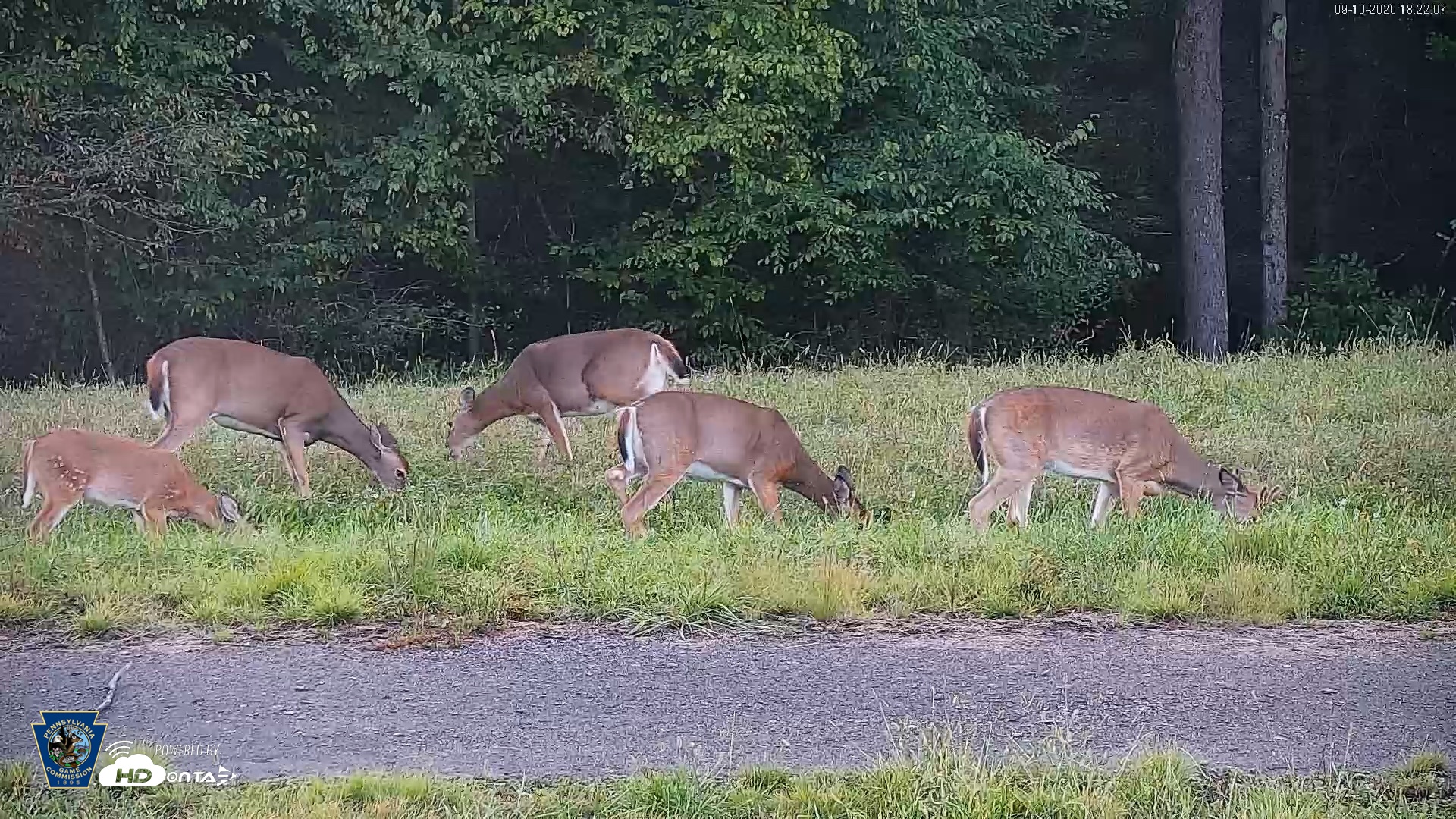 Snapshot of Pennsylvania Elk Live Webcam taken Sep 10, 2026, 6:23pm EDT