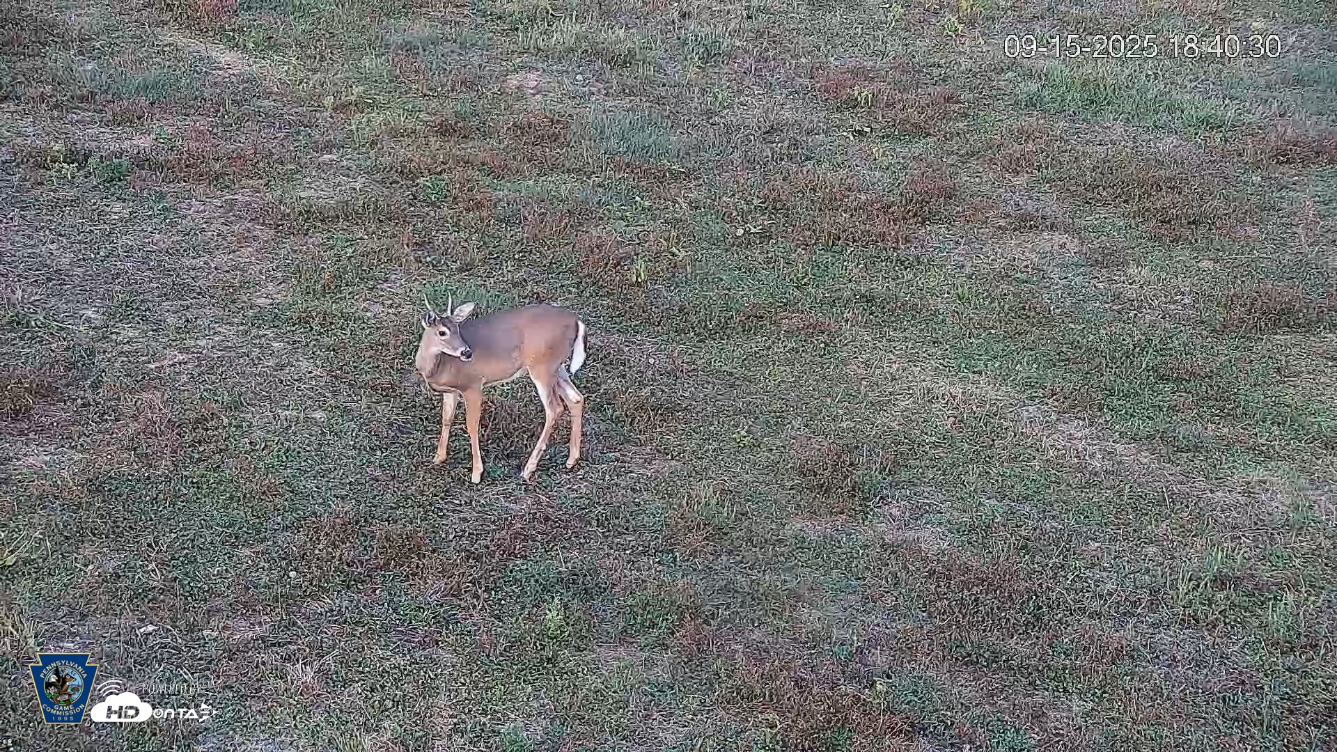 Snapshot of Pennsylvania Elk Live Webcam taken Sep 15, 2025, 6:41pm EDT