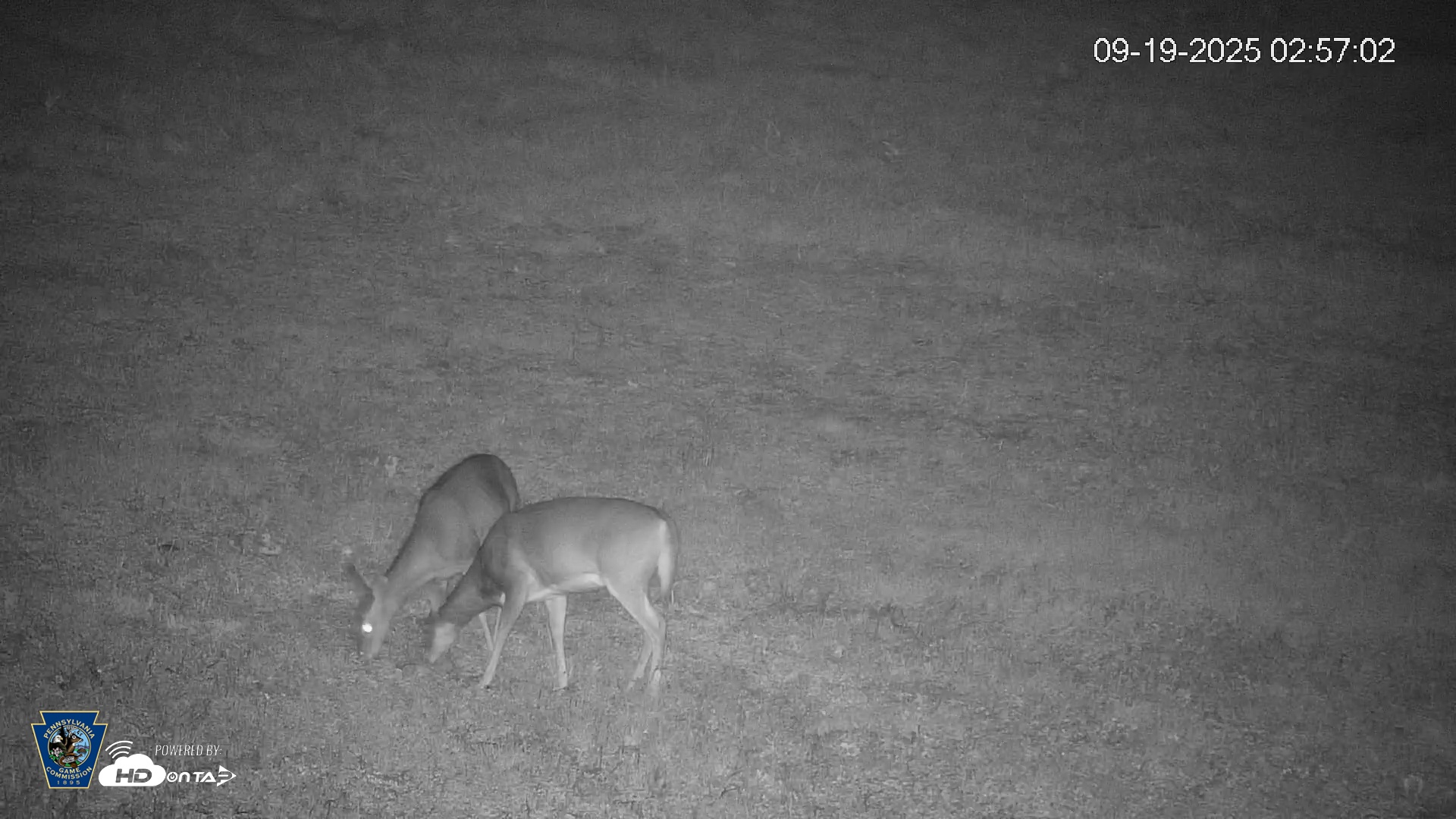 Snapshot of Pennsylvania Elk Live Webcam taken Sep 19, 2025, 2:57am EDT