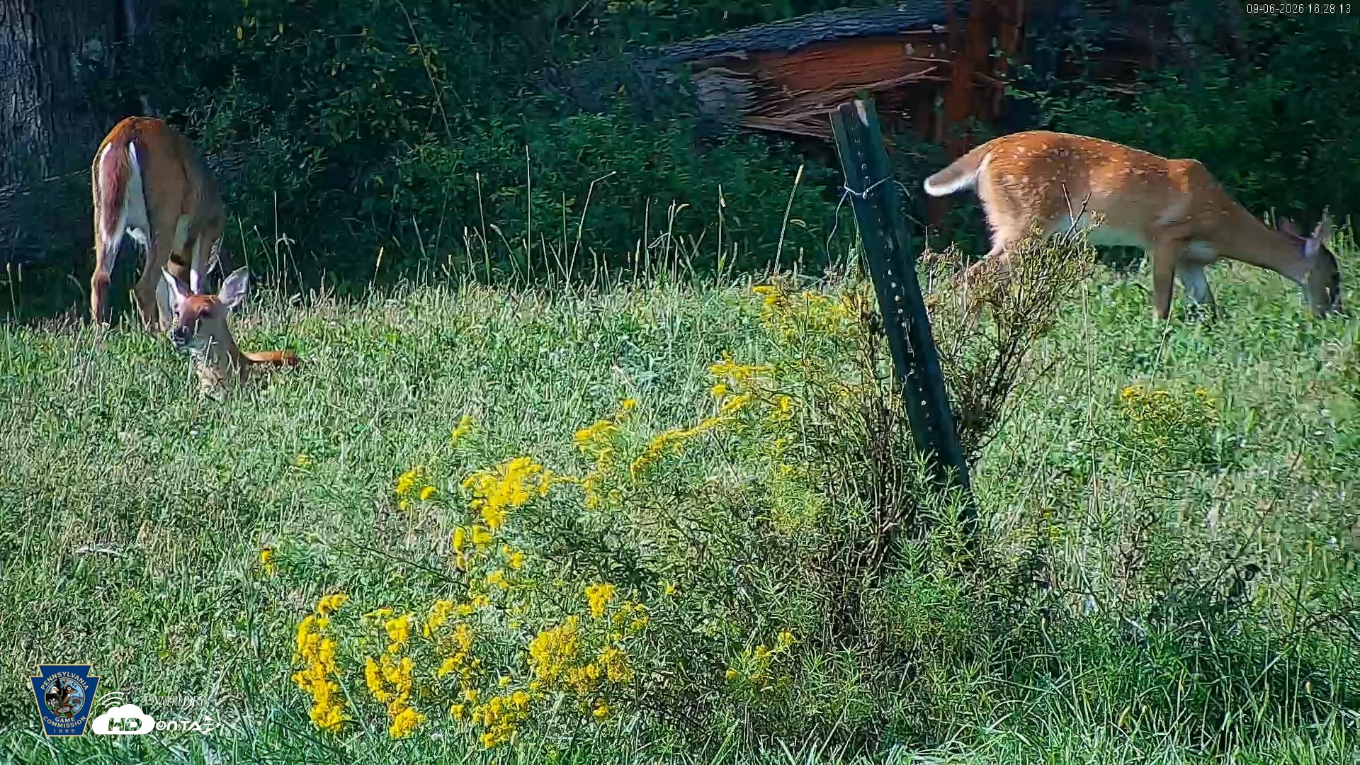 Snapshot of Pennsylvania Elk Live Webcam taken Sep 6, 2026, 4:28pm EDT