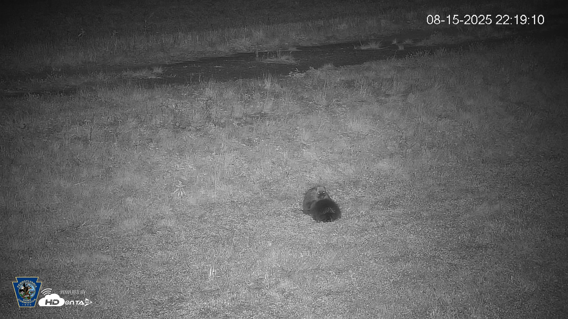 Snapshot of Pennsylvania Elk Live Webcam taken Aug 15, 2025, 10:19pm EDT