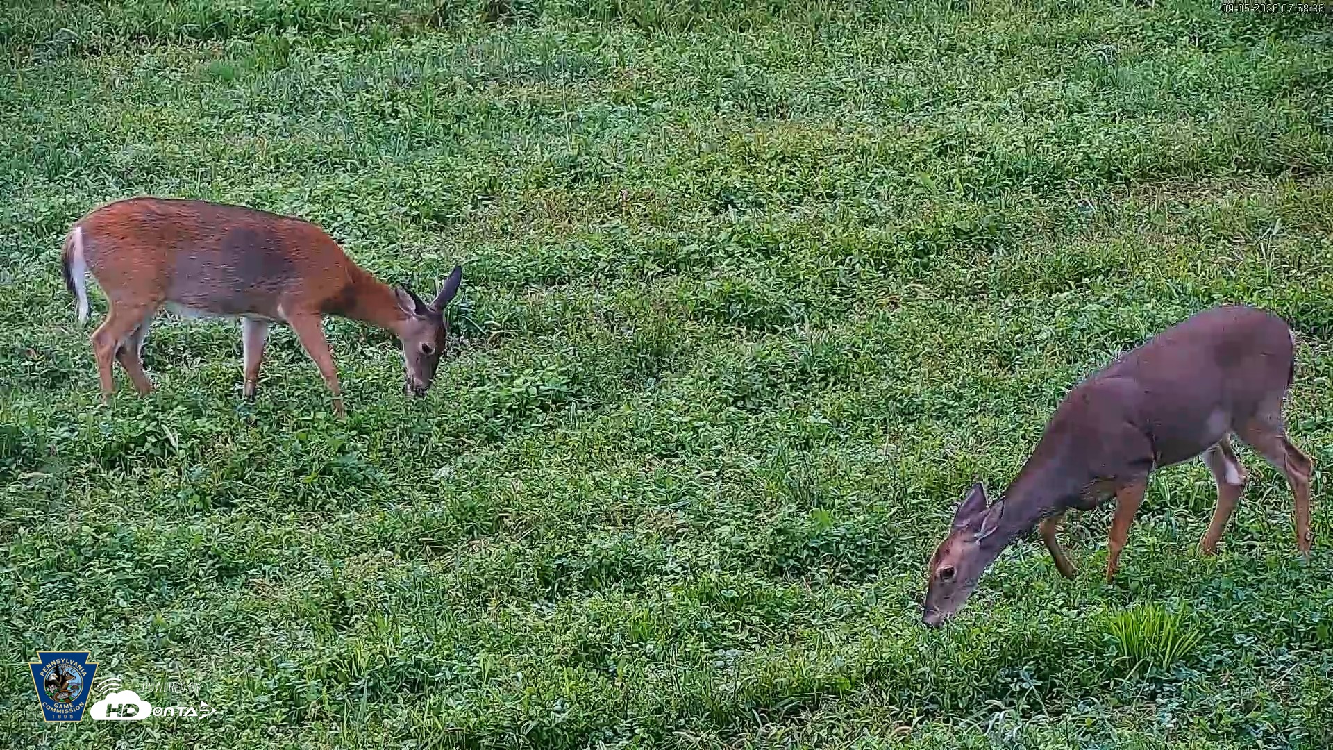 Snapshot of Pennsylvania Elk Live Webcam taken Sep 5, 2026, 7:59am EDT