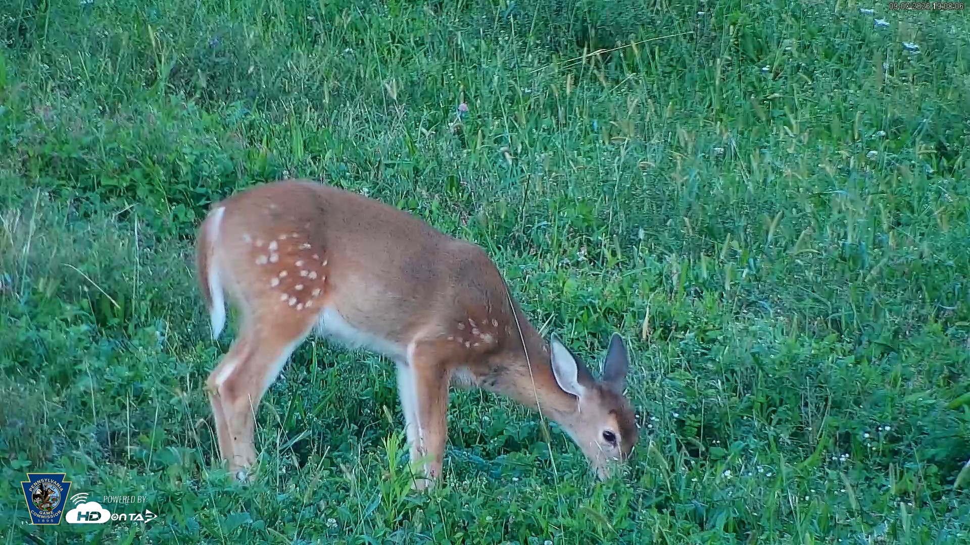 Snapshot of Pennsylvania Elk Live Webcam taken Sep 7, 2026, 7:09pm EDT
