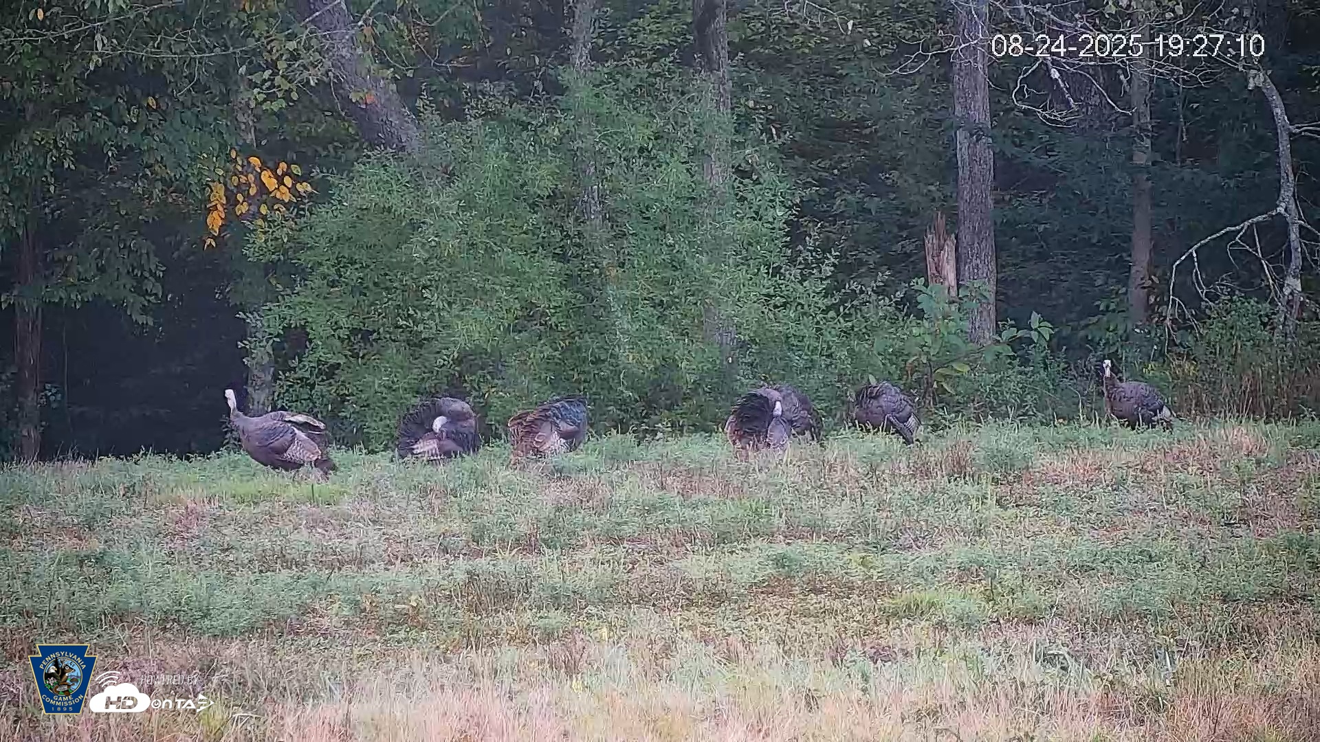Snapshot of Pennsylvania Elk Live Webcam taken Aug 24, 2025, 7:28pm EDT