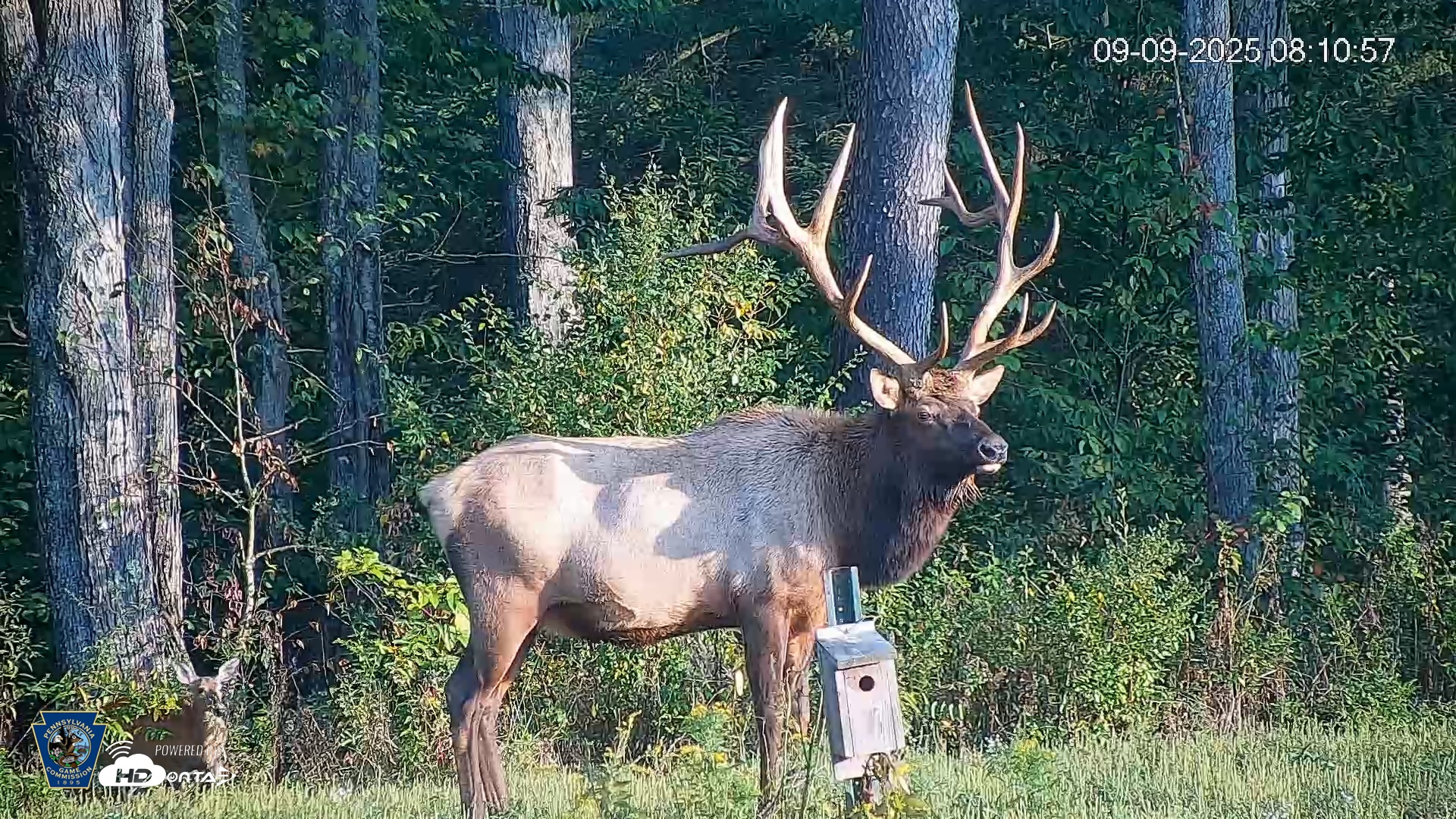 Snapshot of Pennsylvania Elk Live Webcam taken Sep 9, 2025, 8:11am EDT
