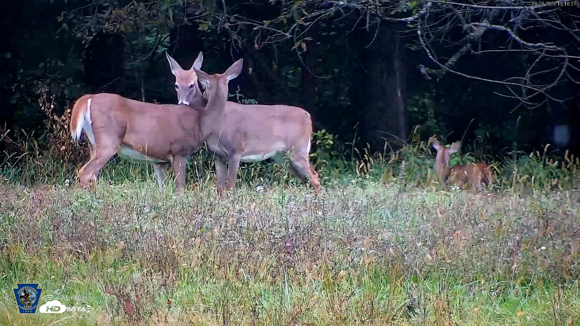 Snapshot of Pennsylvania Elk Live Webcam taken Sep 29, 2026, 6:17pm EDT