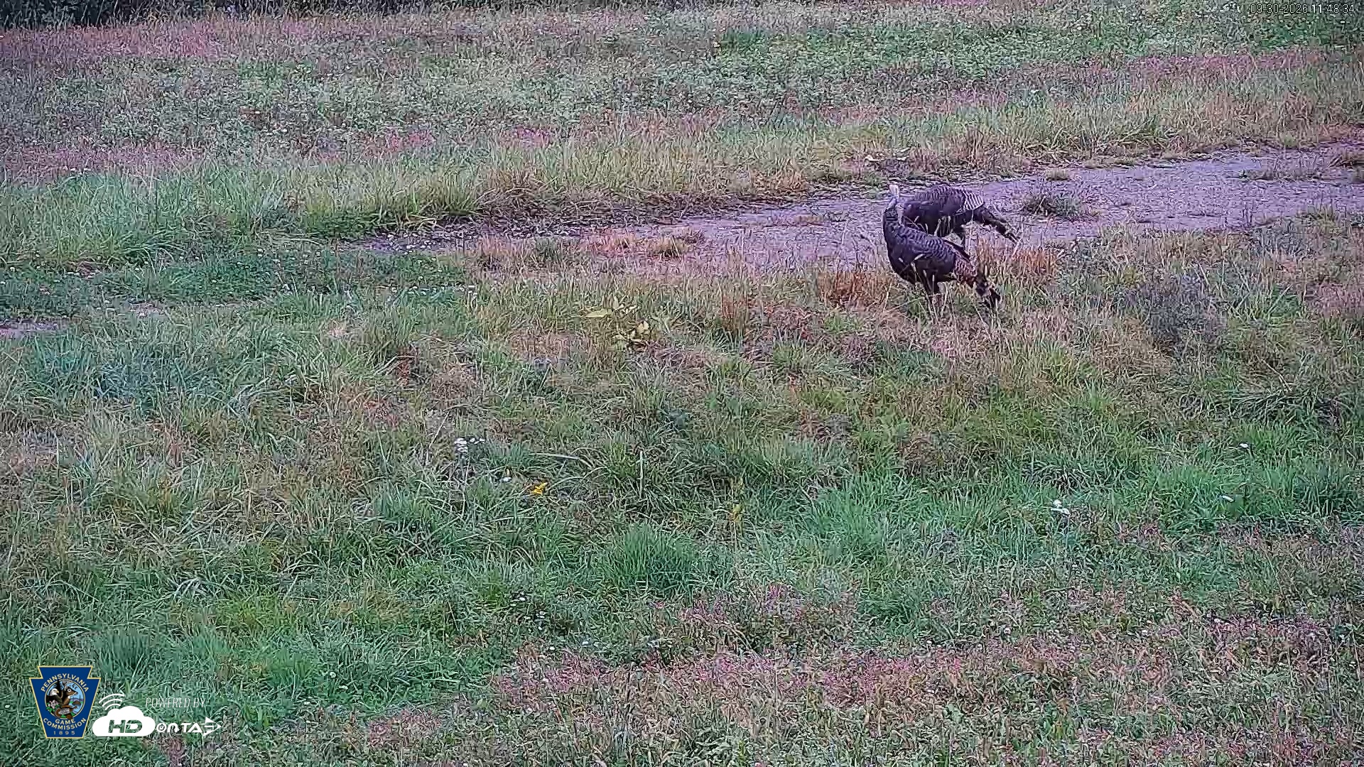 Snapshot of Pennsylvania Elk Live Webcam taken Sep 30, 2026, 11:49am EDT