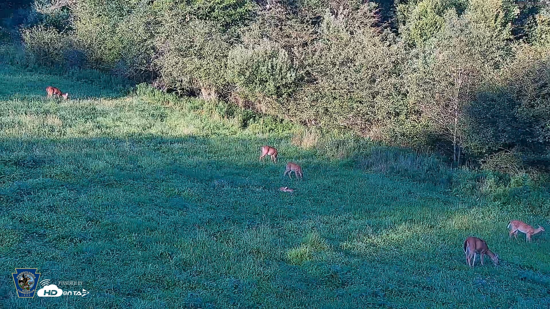 Snapshot of Pennsylvania Elk Live Webcam taken Aug 21, 2026, 7:05pm EDT