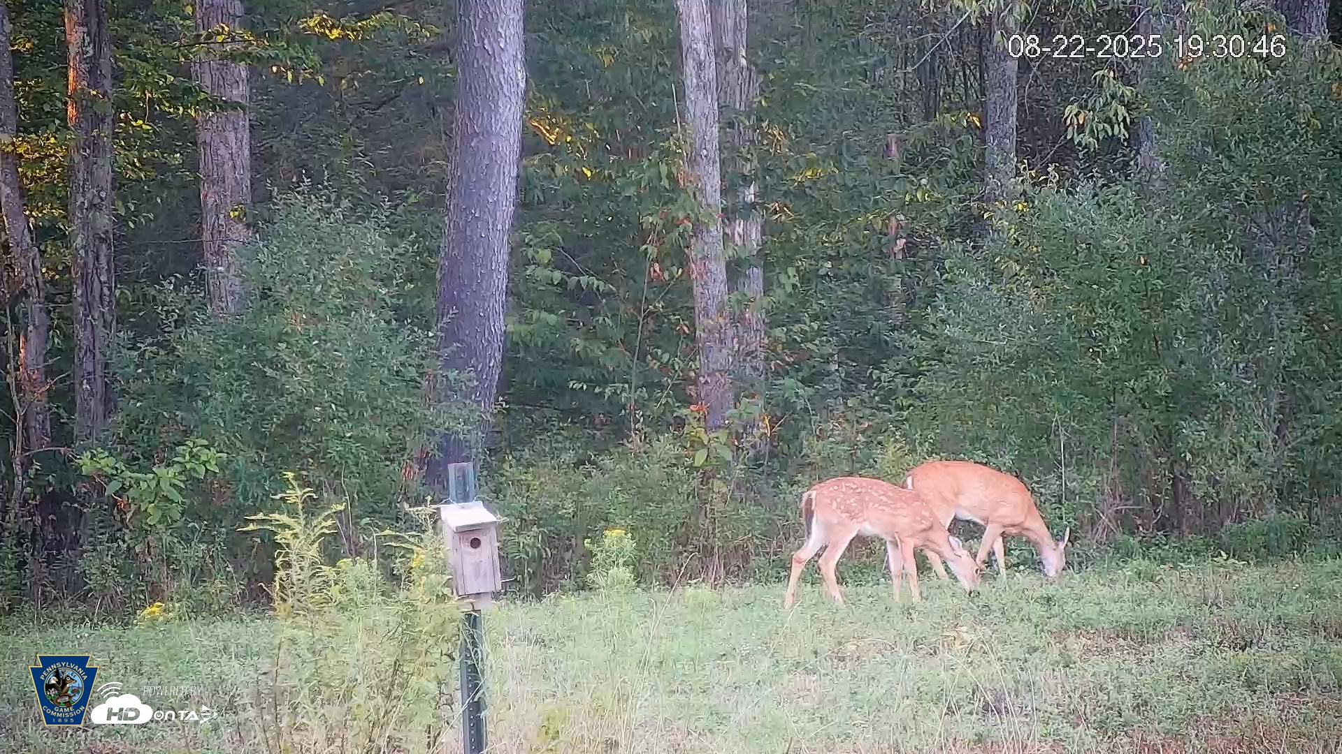 Snapshot of Pennsylvania Elk Live Webcam taken Aug 22, 2025, 7:31pm EDT