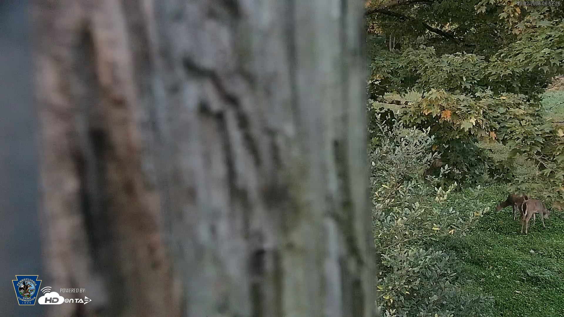 Snapshot of Pennsylvania Elk Live Webcam taken Oct 2, 2026, 6:58am EDT