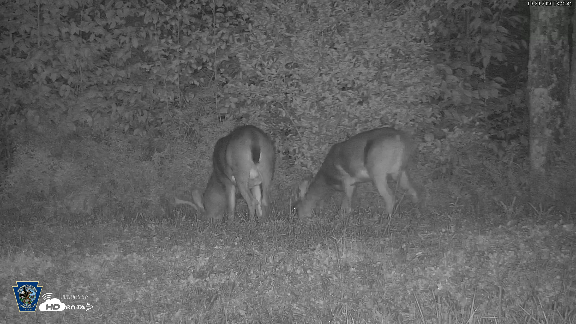 Snapshot of Pennsylvania Elk Live Webcam taken Sep 29, 2026, 3:44am EDT
