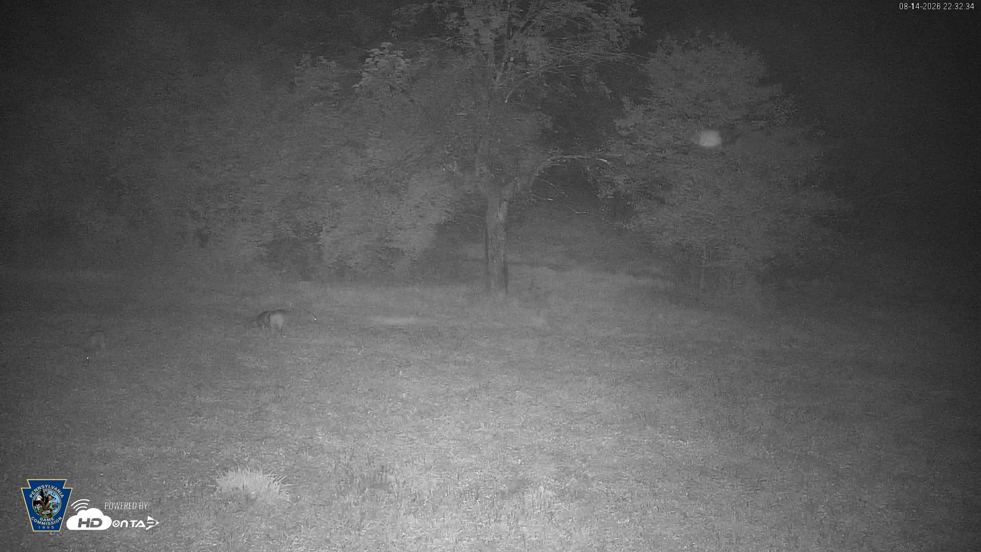 Snapshot of Pennsylvania Elk Live Webcam taken Aug 14, 2026, 10:34pm EDT