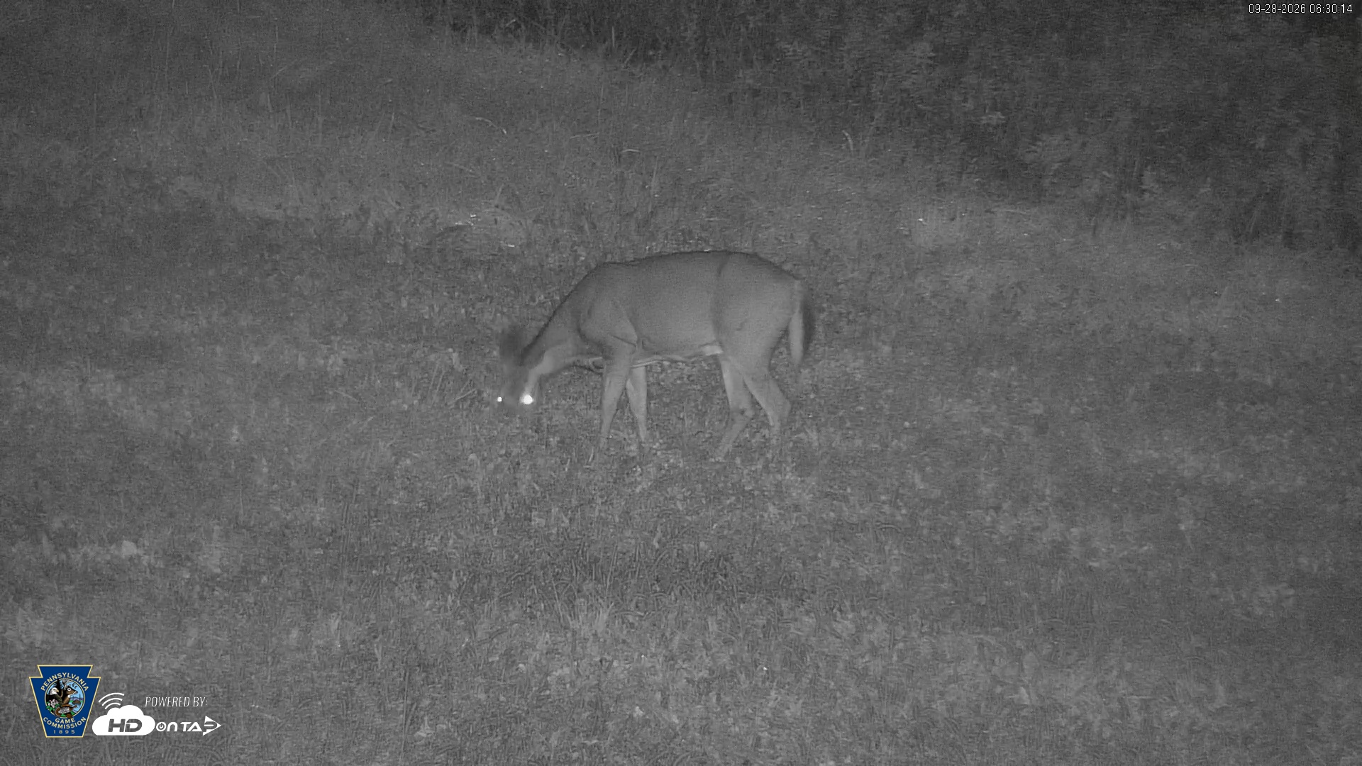 Snapshot of Pennsylvania Elk Live Webcam taken Sep 28, 2026, 6:31am EDT