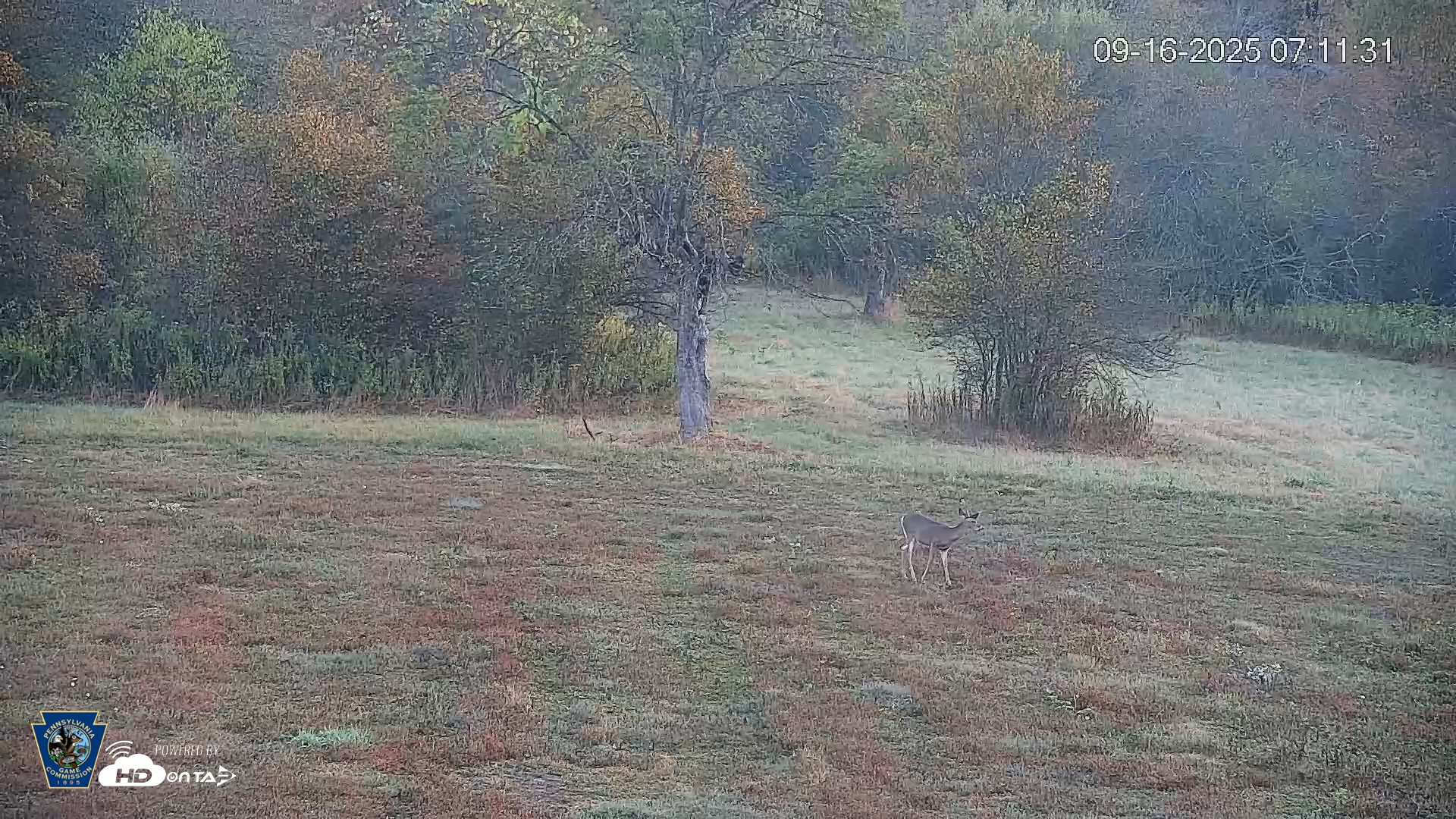 Snapshot of Pennsylvania Elk Live Webcam taken Sep 16, 2025, 7:12am EDT