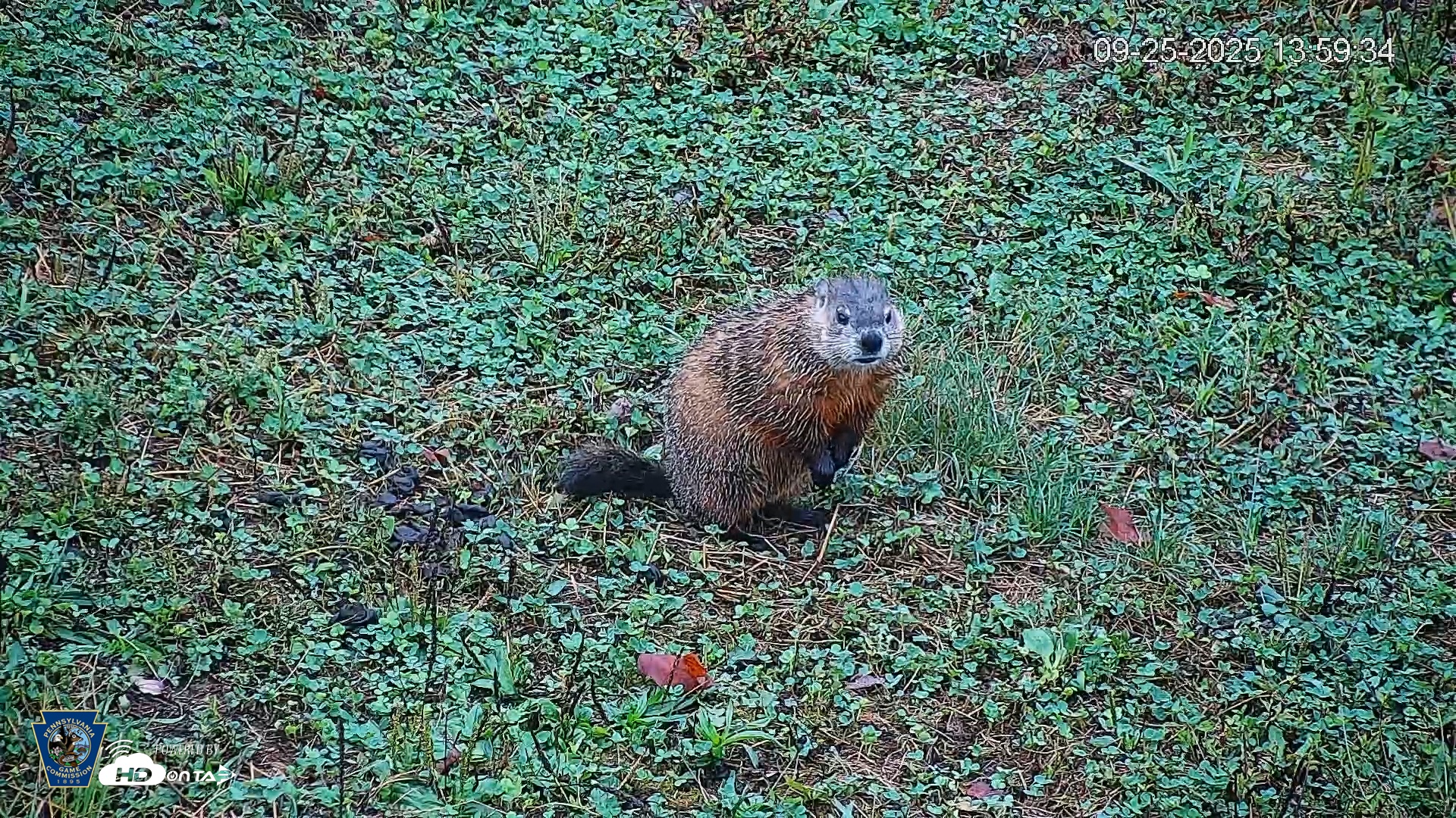 Snapshot of Pennsylvania Elk Live Webcam taken Sep 25, 2025, 2:00pm EDT