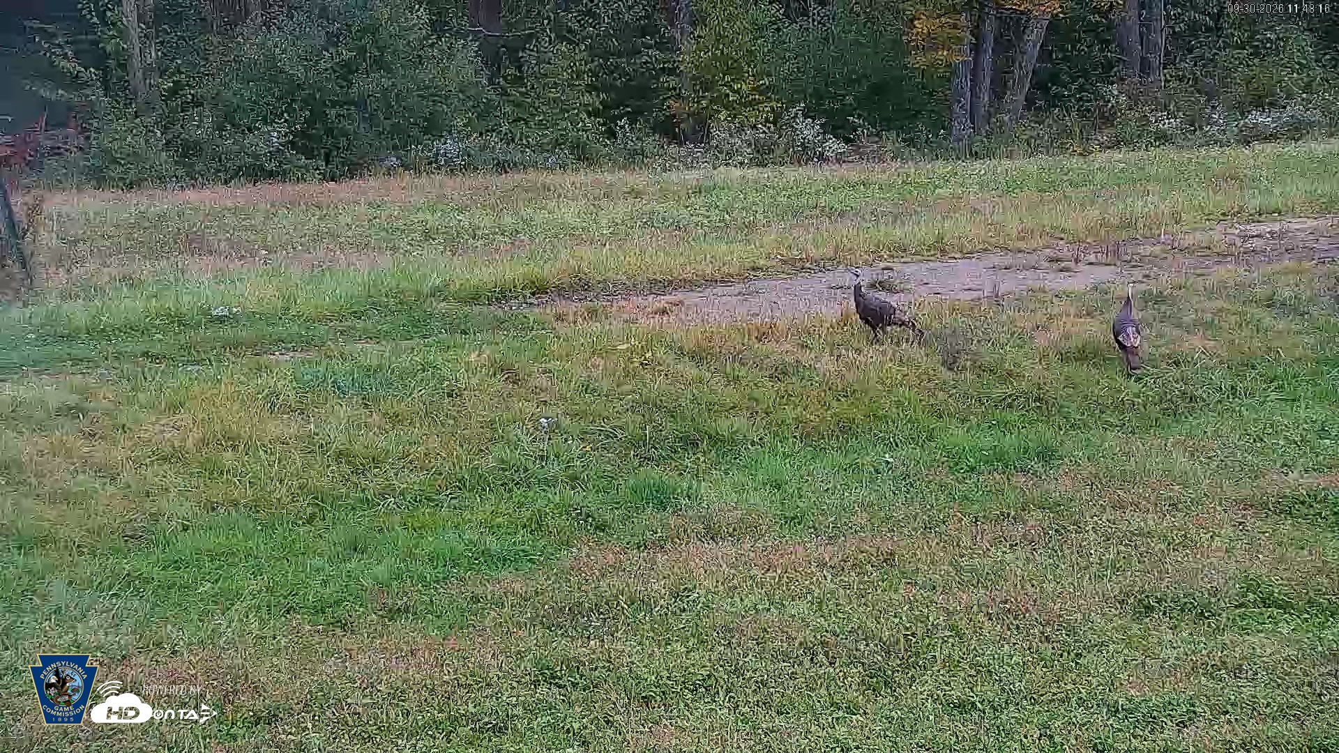 Snapshot of Pennsylvania Elk Live Webcam taken Sep 30, 2026, 11:49am EDT