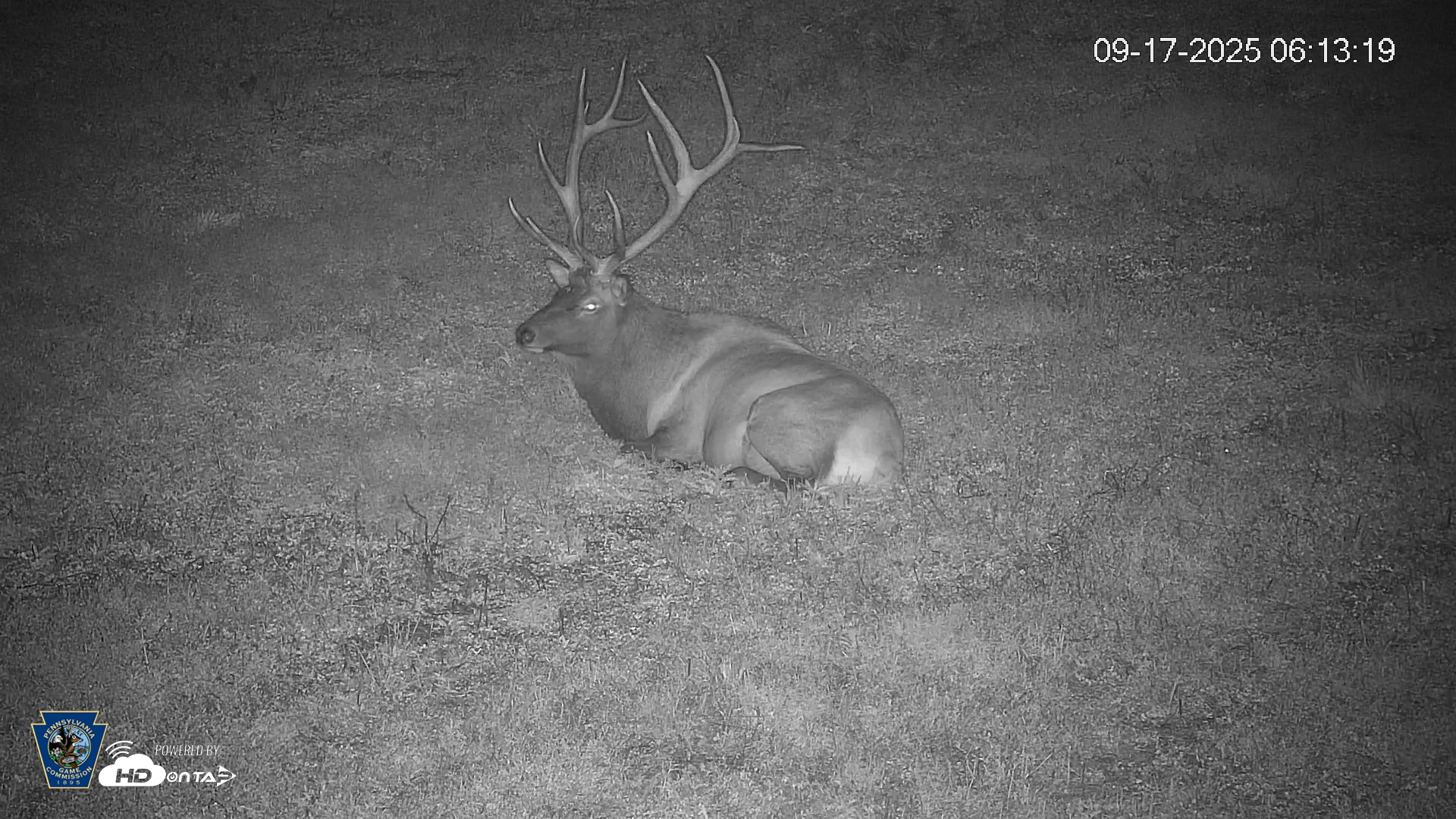 Snapshot of Pennsylvania Elk Live Webcam taken Sep 17, 2025, 6:14am EDT