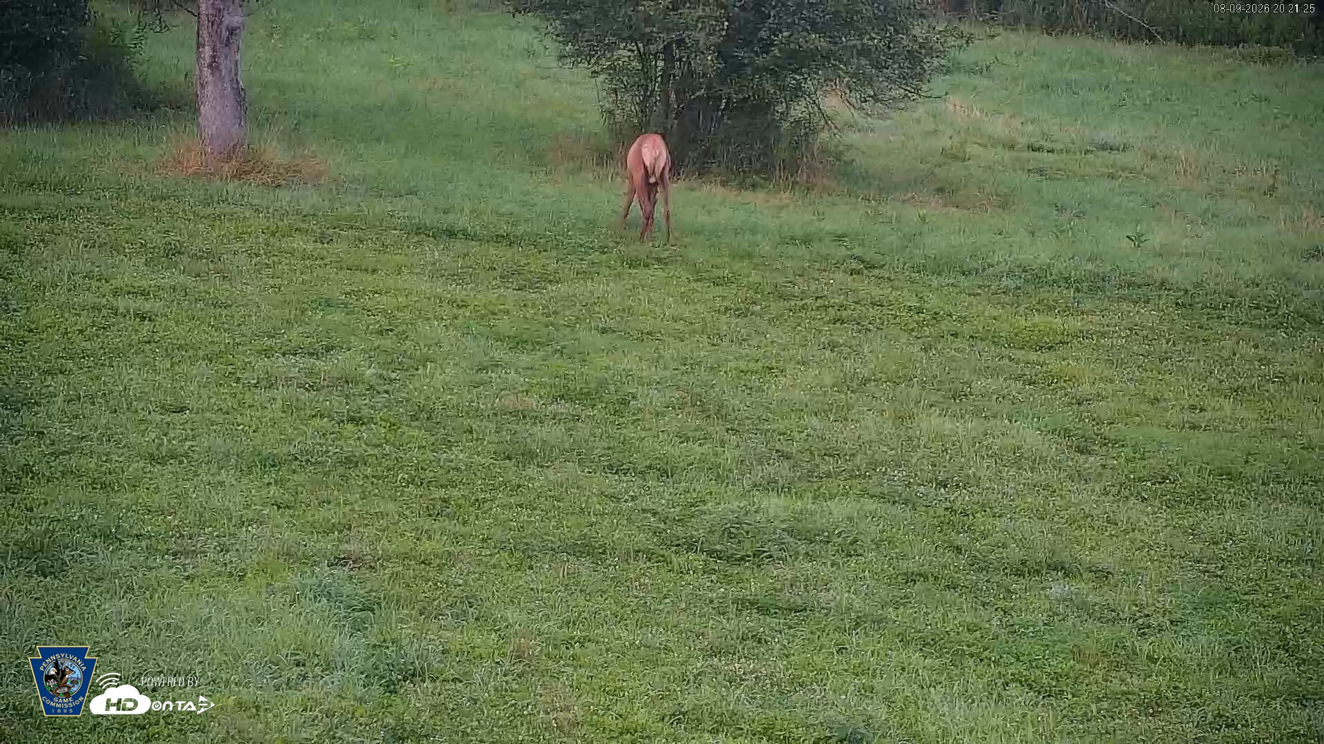 Snapshot of Pennsylvania Elk Live Webcam taken Aug 9, 2026, 8:22pm EDT