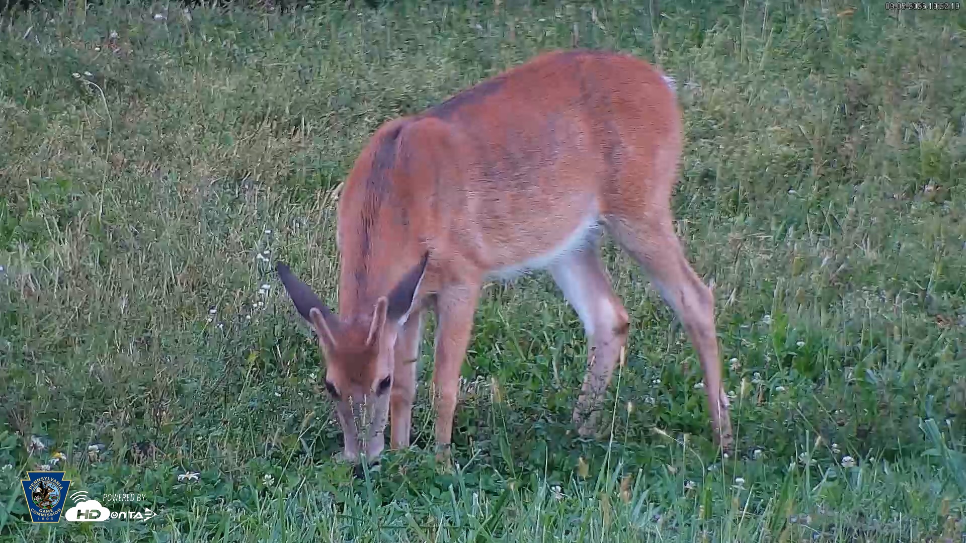 Snapshot of Pennsylvania Elk Live Webcam taken Sep 5, 2026, 7:23pm EDT