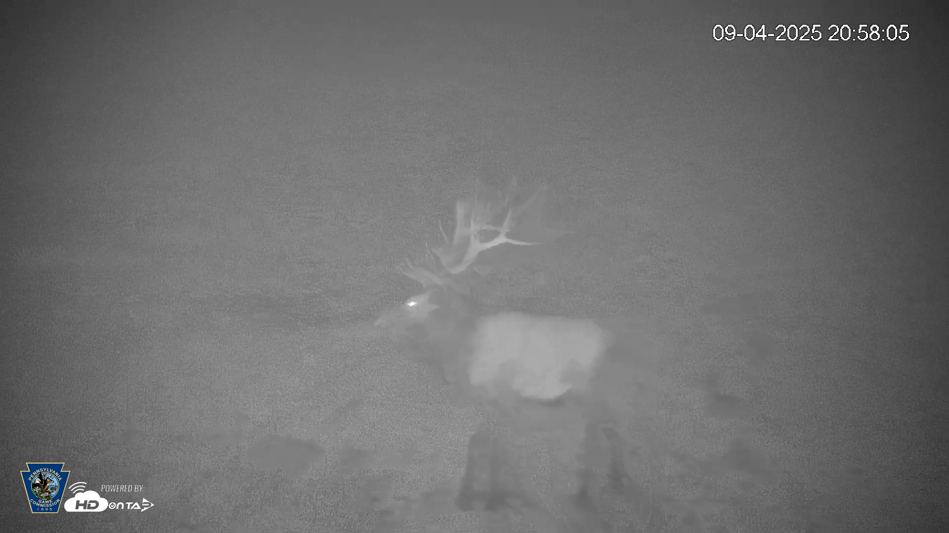 Snapshot of Pennsylvania Elk Live Webcam taken Sep 4, 2025, 8:58pm EDT