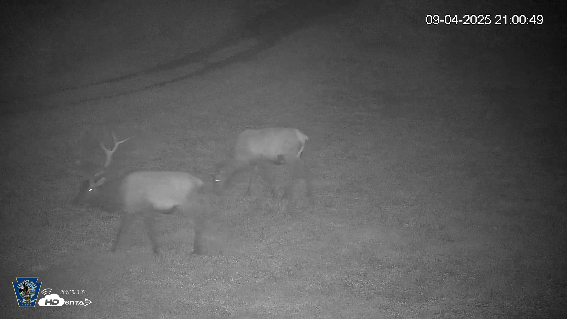 Snapshot of Pennsylvania Elk Live Webcam taken Sep 4, 2025, 9:01pm EDT