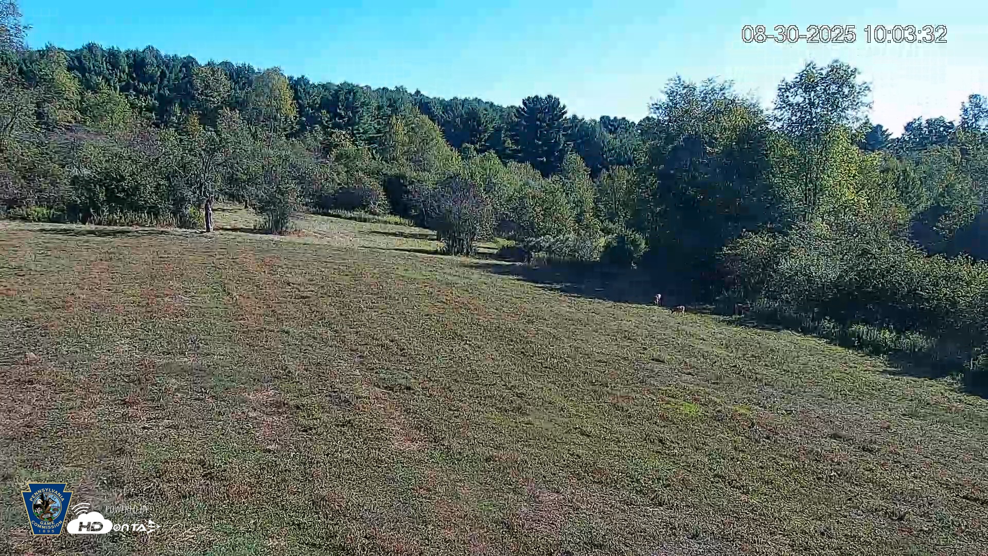 Snapshot of Pennsylvania Elk Live Webcam taken Aug 30, 2025, 10:04am EDT