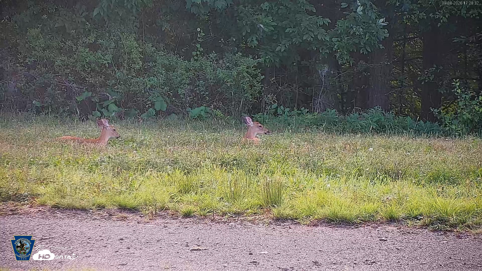 Snapshot of Pennsylvania Elk Live Webcam taken Sep 8, 2026, 5:29pm EDT