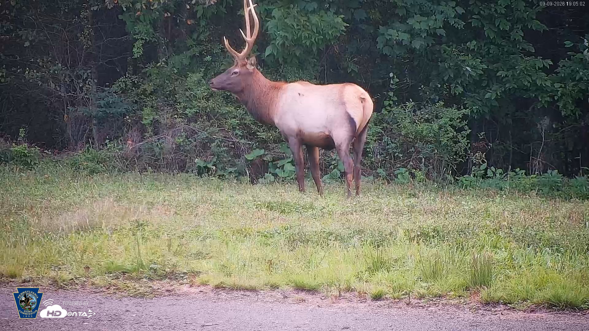 Snapshot of Pennsylvania Elk Live Webcam taken Sep 9, 2026, 7:05pm EDT