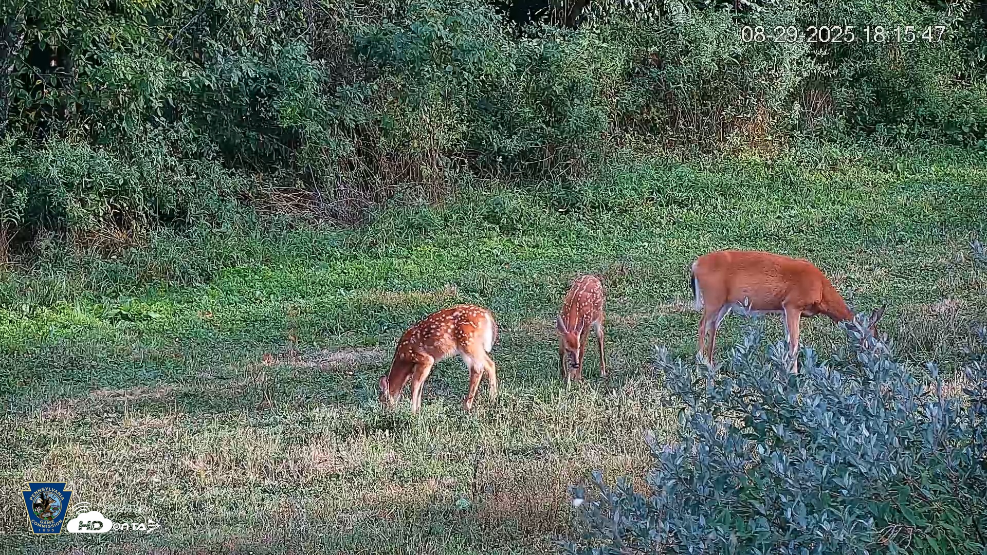 Snapshot of Pennsylvania Elk Live Webcam taken Aug 29, 2025, 6:16pm EDT