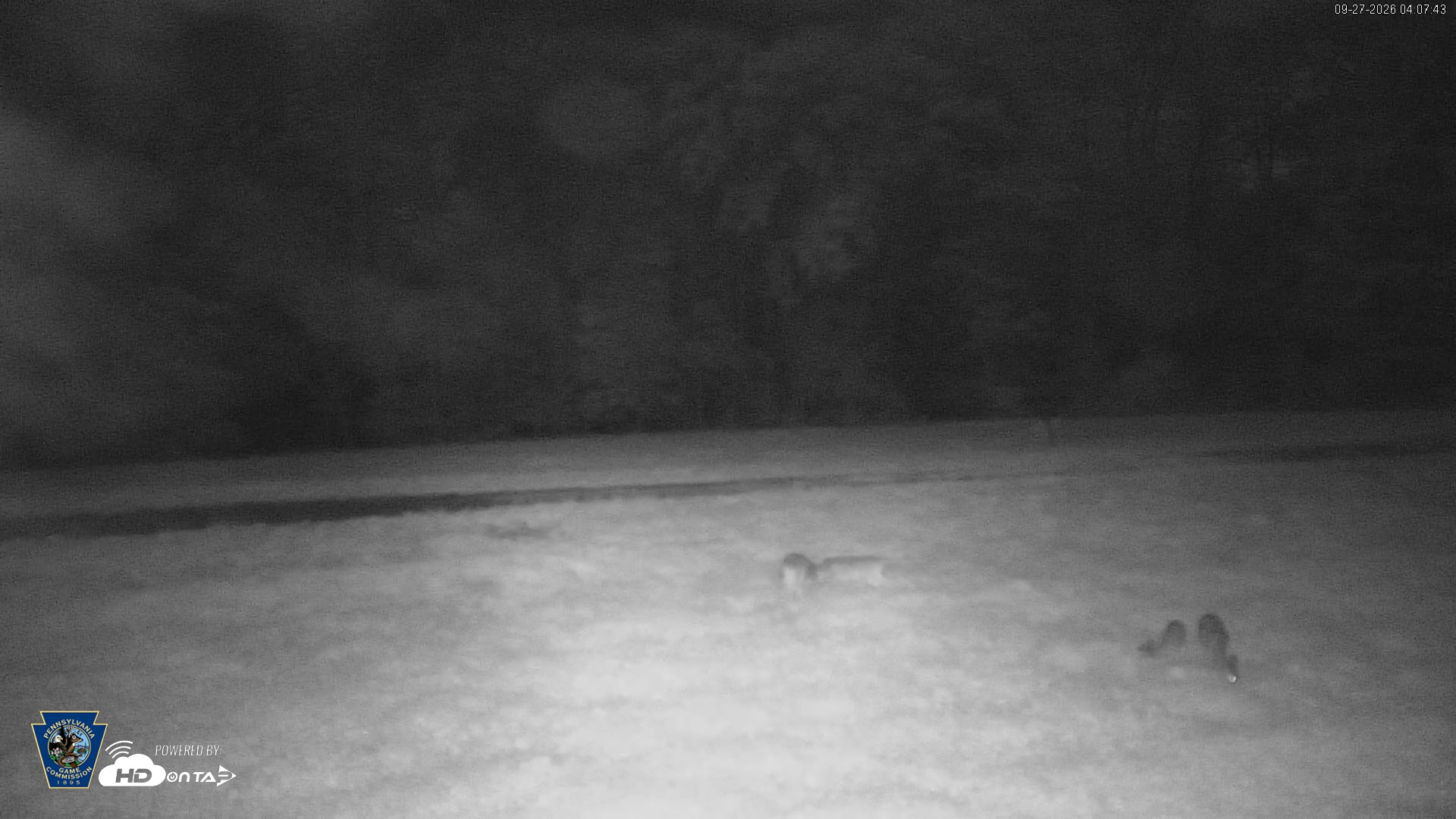 Snapshot of Pennsylvania Elk Live Webcam taken Sep 27, 2026, 4:08am EDT