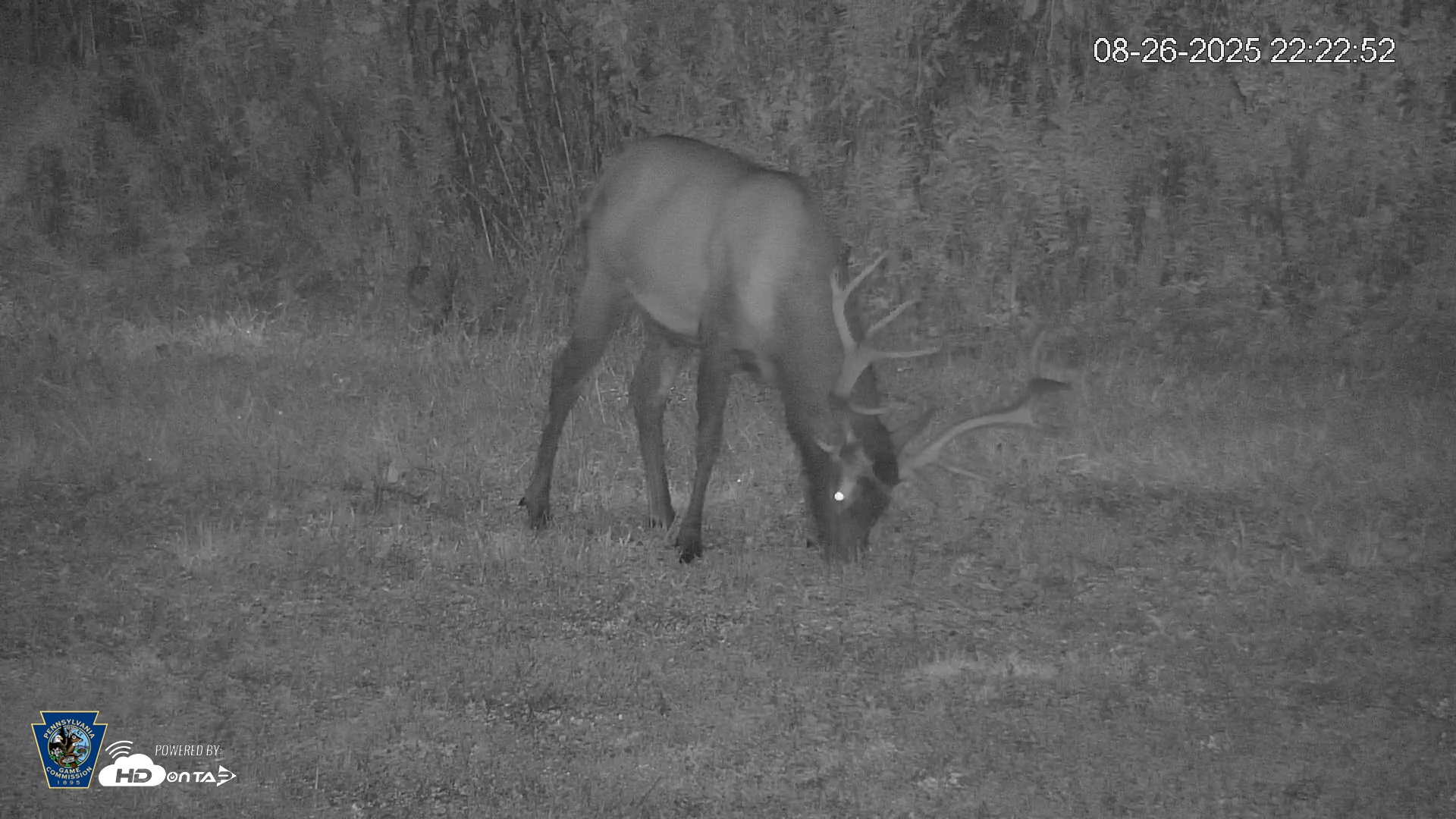 Snapshot of Pennsylvania Elk Live Webcam taken Aug 26, 2025, 10:23pm EDT