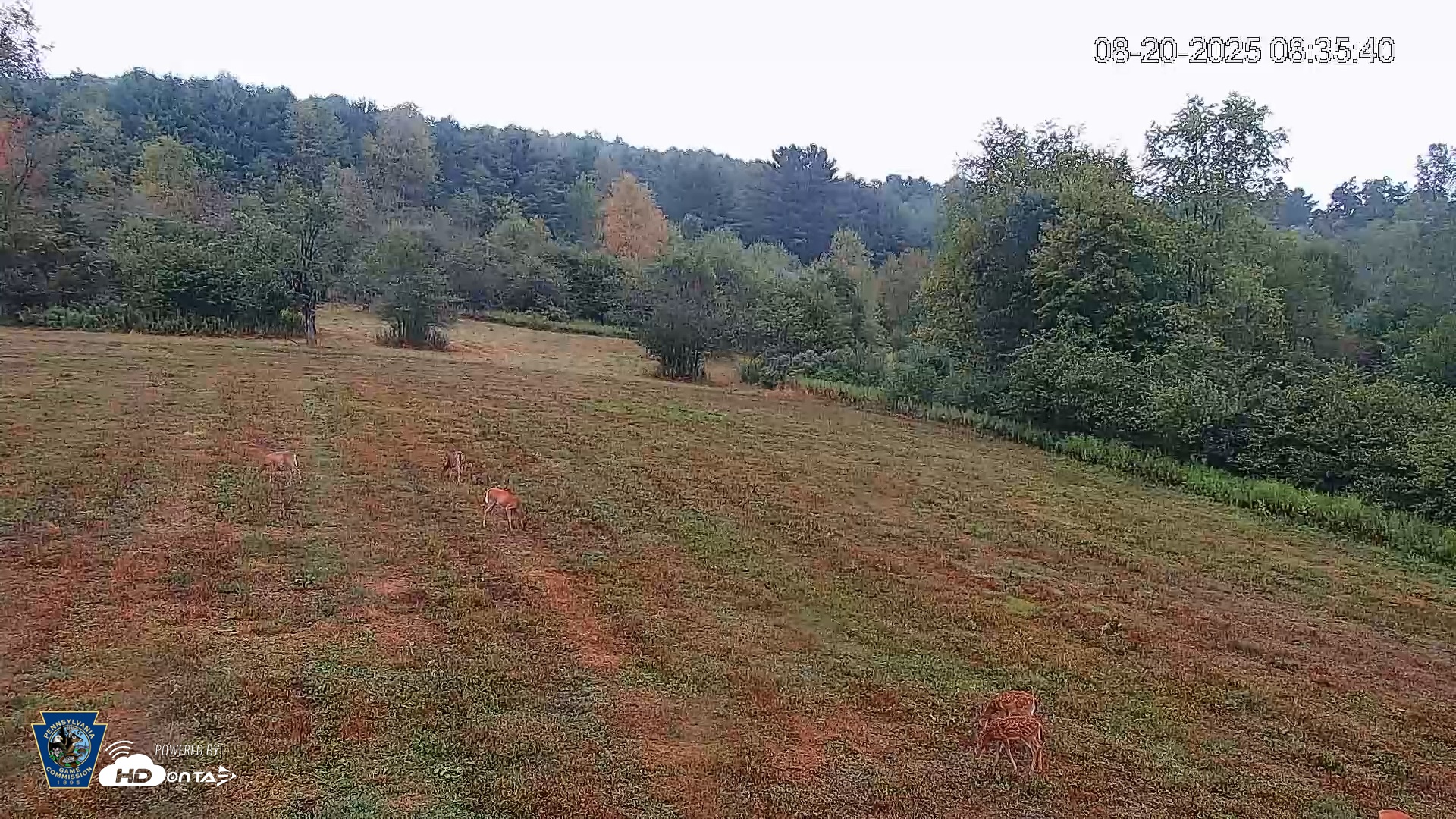Snapshot of Pennsylvania Elk Live Webcam taken Aug 20, 2025, 8:36am EDT