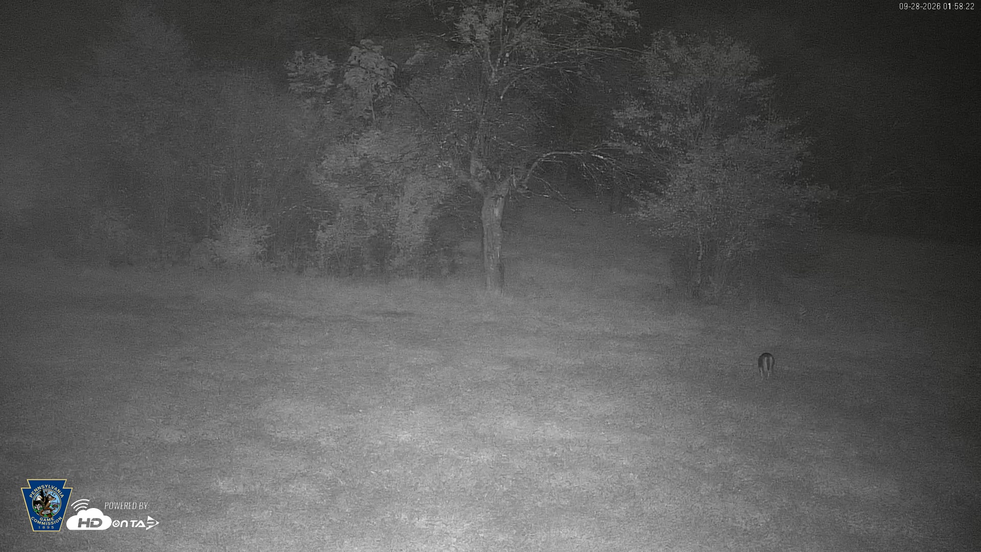 Snapshot of Pennsylvania Elk Live Webcam taken Sep 28, 2026, 1:59am EDT