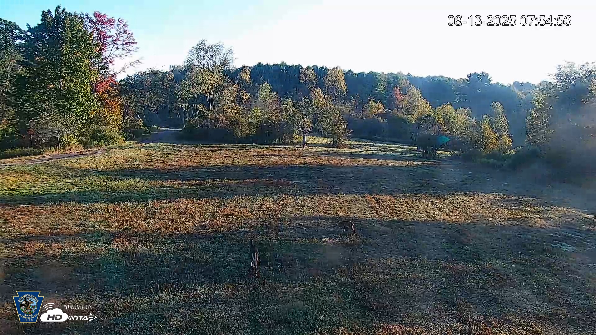 Snapshot of Pennsylvania Elk Live Webcam taken Sep 13, 2025, 7:55am EDT