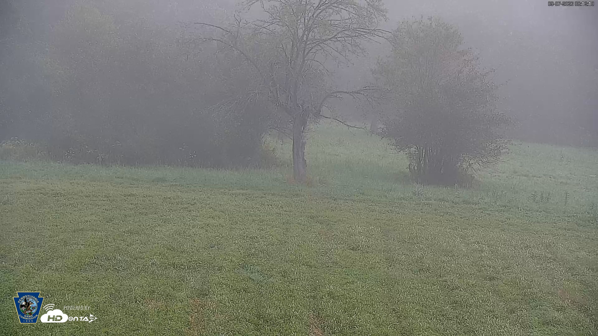 Snapshot of Pennsylvania Elk Live Webcam taken Sep 7, 2026, 8:13am EDT