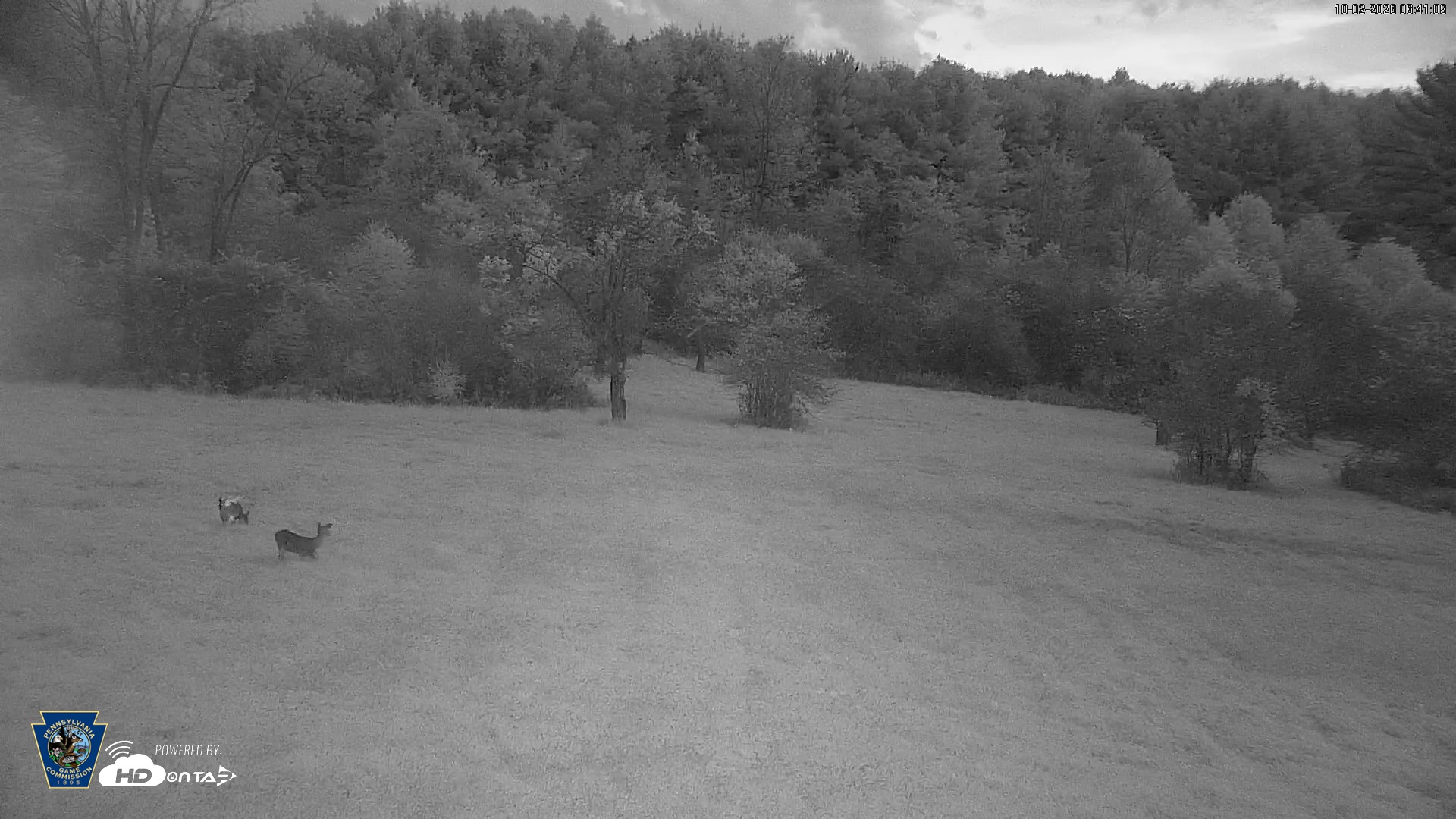 Snapshot of Pennsylvania Elk Live Webcam taken Oct 2, 2026, 6:42am EDT