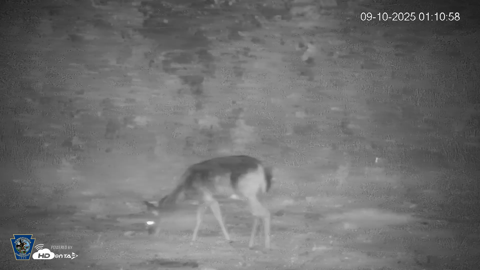 Snapshot of Pennsylvania Elk Live Webcam taken Sep 10, 2025, 1:11am EDT