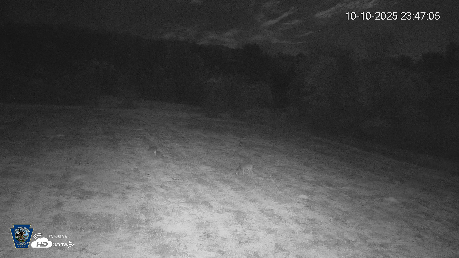 Snapshot of Pennsylvania Elk Live Webcam taken Oct 10, 2025, 11:47pm EDT