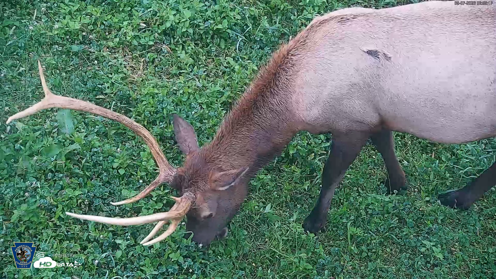 Snapshot of Pennsylvania Elk Live Webcam taken Sep 7, 2026, 6:56am EDT