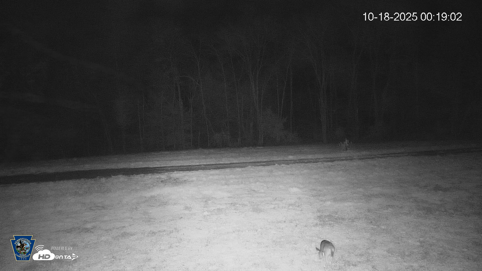 Snapshot of Pennsylvania Elk Live Webcam taken Oct 18, 2025, 12:19am EDT